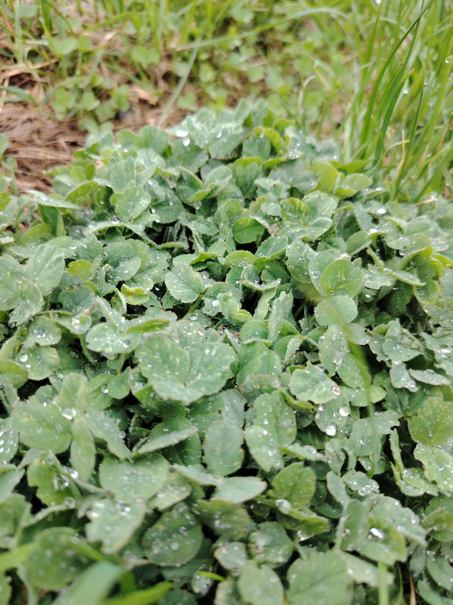 The image shows a dense patch of clover plants with water droplets on their leaves. The clover patch is surrounded by grass and some bare ground. The location is Марковский, Russia.