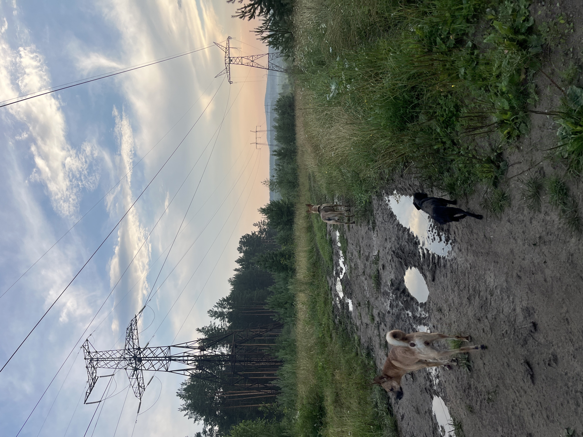 This media file depicts an outdoor scene with three dogs on a muddy path lined with grass and trees. Power lines and transmission towers are visible in the background, stretching across a sky with scattered clouds, suggesting either sunrise or sunset due to the soft, diffused light. The presence of puddles on the path indicates recent rain or damp conditions. The overall setting appears to be rural or semi-rural, given the natural elements and the juxtaposition with the man-made electrical infrastructure. The dogs are not engaged in any specific activity, but rather seem to be exploring or resting in their environment. The mood is peaceful and natural. There is no visible text in the image.