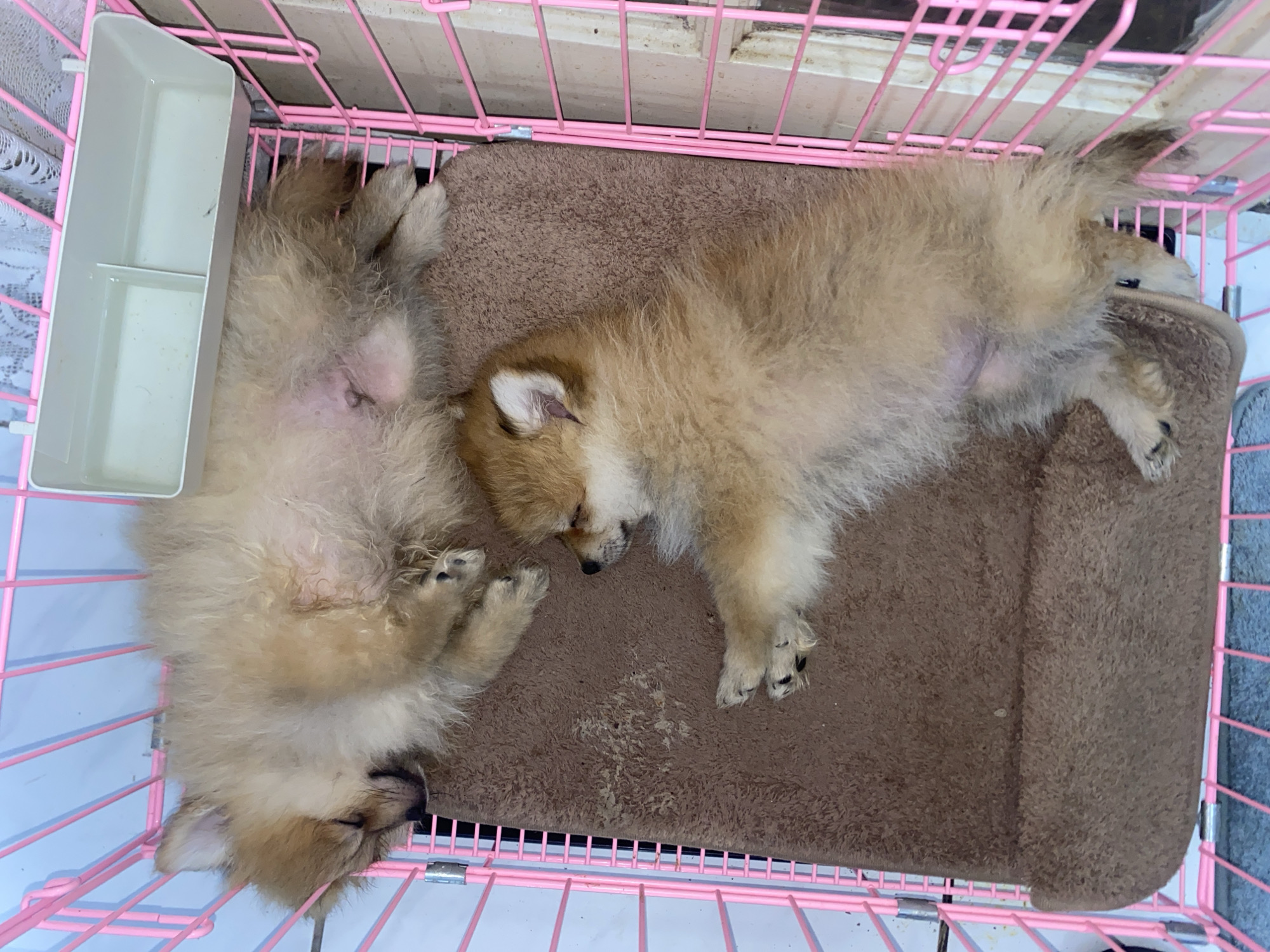 Two Pomeranian puppies are sleeping in a pink metal cage with a brown blanket. One puppy is lying on its back, with its paws in the air. The other puppy is lying on its side, curled up. A white plastic food and water dispenser is attached to the top of the cage. The scene is indoors, with a white wall and a window visible in the background. The image was taken in Dukuh, Indonesia.