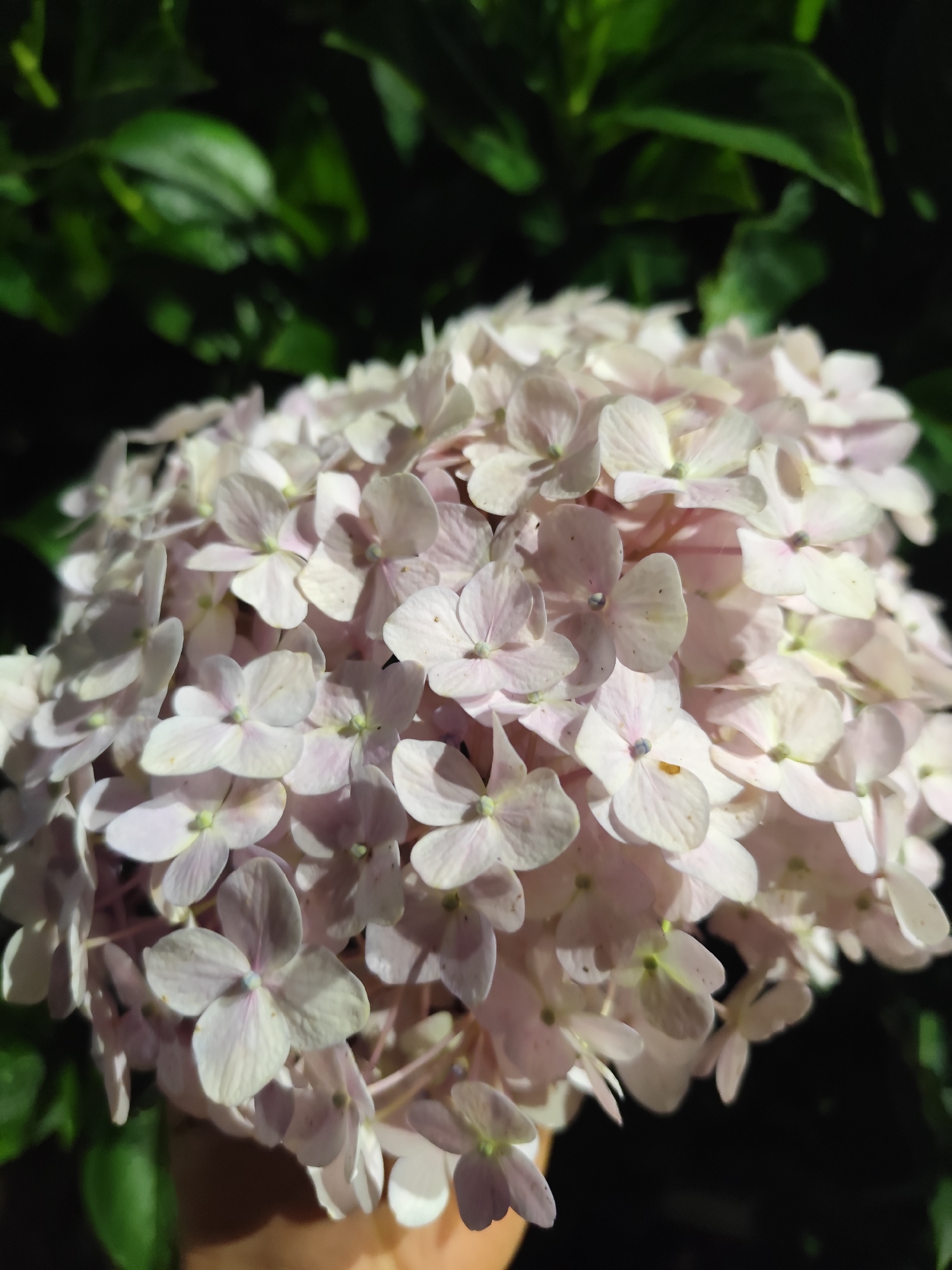 This close-up shot captures a large, spherical cluster of delicate light pink and white hydrangea flowers. Each individual flower features four small, tender petals, with subtle variations in color from soft white to a pale blush pink, and a faint greenish or purplish center. The petals show natural textures and fine veins, illuminated by what appears to be natural light, creating gentle highlights and shadows across the mass of blossoms.
A hand with a light brown skin tone is subtly visible at the bottom of the frame, gently supporting or holding the flower head. The background is rendered in a soft, out-of-focus blur of deep green foliage, providing a natural setting and emphasizing the flowers as the main subject. The lighting suggests daytime conditions, possibly with some dappled sunlight enhancing the vibrancy of the petals against the darker background.
The scene depicts a moment of appreciation for nature's beauty in what appears to be a garden or outdoor environment, consistent with the location context of Da Lat, Vietnam, a region renowned for its floriculture. There is no visible text in the image.