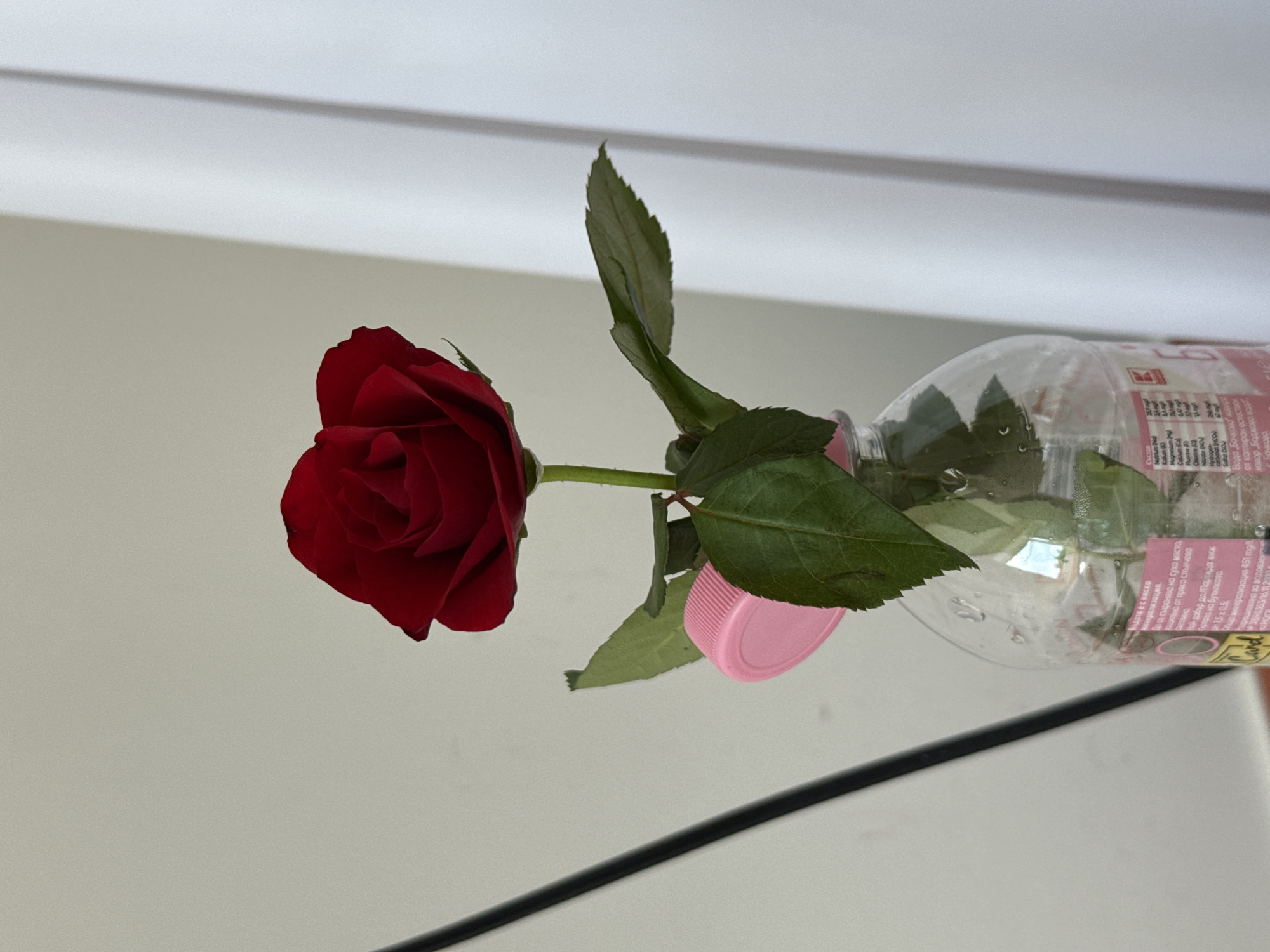 A single red rose is placed in a clear plastic water bottle with a pink lid. The bottle appears to be a Бочково brand water bottle, as evident by the label, which also has text written in Bulgarian. The background shows a plain white wall with horizontal lines. The bottle is placed on a black flat surface.
