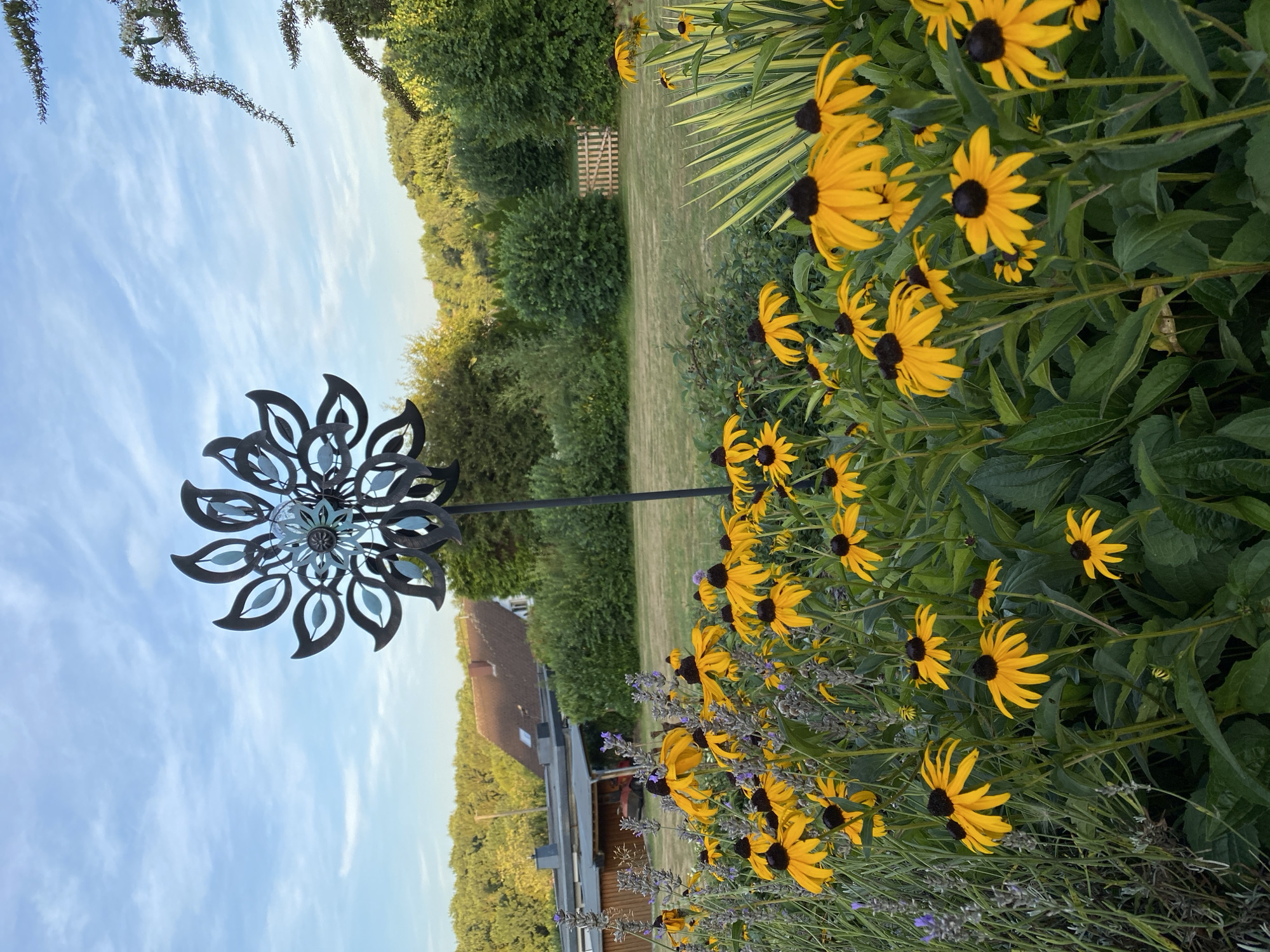 The image depicts a garden scene with black-eyed Susans in full bloom. In the foreground, a cluster of bright yellow black-eyed Susans with dark centers dominates the view, interspersed with delicate spikes of lavender. Behind the flowers, a lawn stretches towards a residential area with houses and a carport. A decorative metal windmill with a sunburst design stands tall amidst the foliage, adding a touch of whimsy to the landscape. The background is filled with lush green trees and shrubs, under a partly cloudy sky. The image appears to be taken in the late afternoon or early evening, as indicated by the soft lighting. The scene is set in Helmenzen, Germany, a small village known for its natural beauty and tranquil atmosphere.