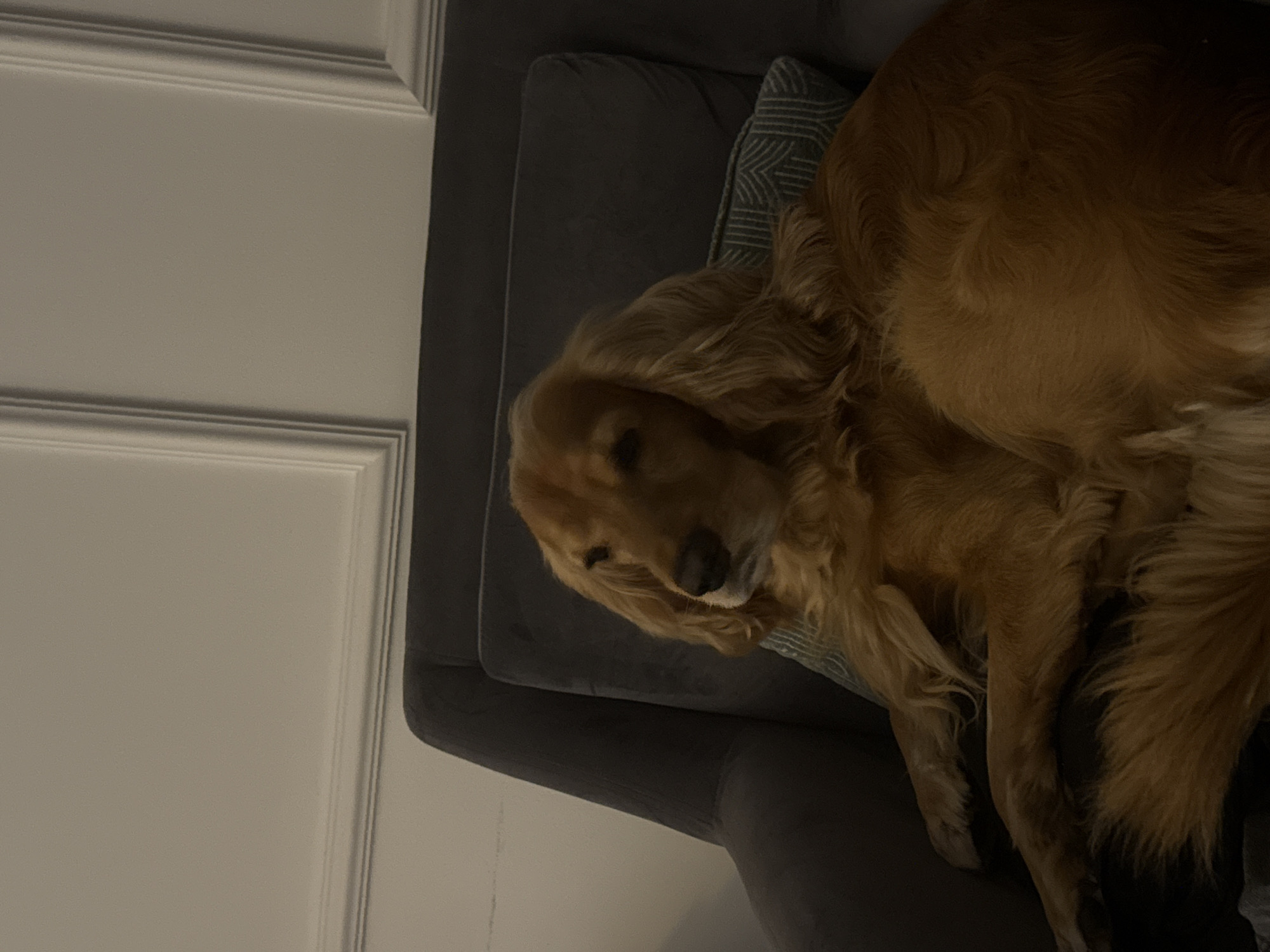 A golden retriever dog rests on a dark gray upholstered armchair. The dog is lying down, curled up with its head resting on a decorative pillow. The pillow has a geometric pattern of light and dark gray lines. The dog's fur is a warm golden brown, and its ears are long and floppy. The armchair is positioned in front of a wall with white molding. The lighting in the scene is dim, creating a cozy atmosphere.