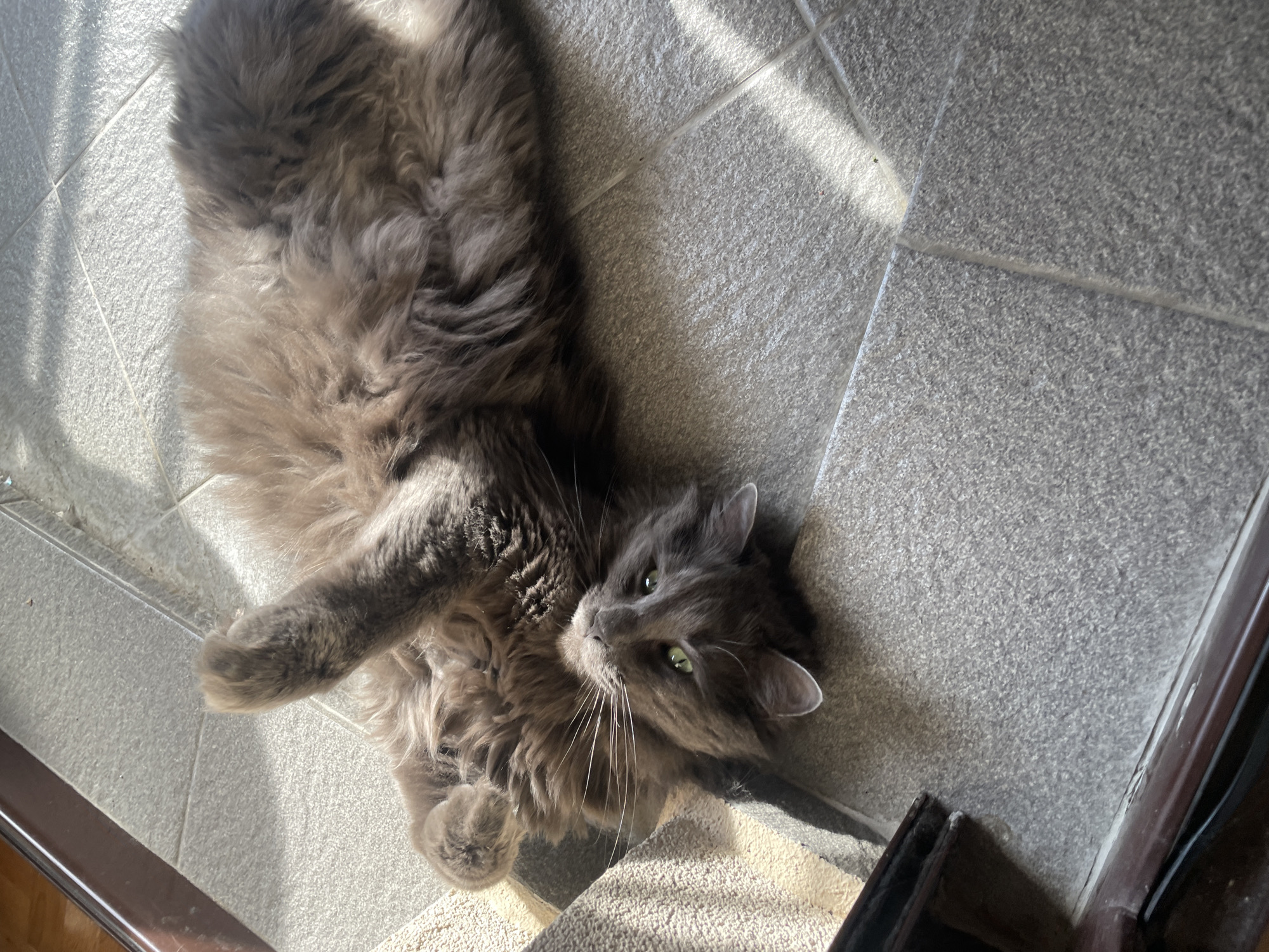 A grey, long-haired cat is lying on its back on a grey tile floor, likely indoors. Sunlight is streaming in from an unseen source, creating bright patches on the floor. The cat is looking upwards, with one paw extended. A doorway or entrance is visible in the lower left and right corners of the frame. The location in Boreti, Montenegro, is not discernible from the image.