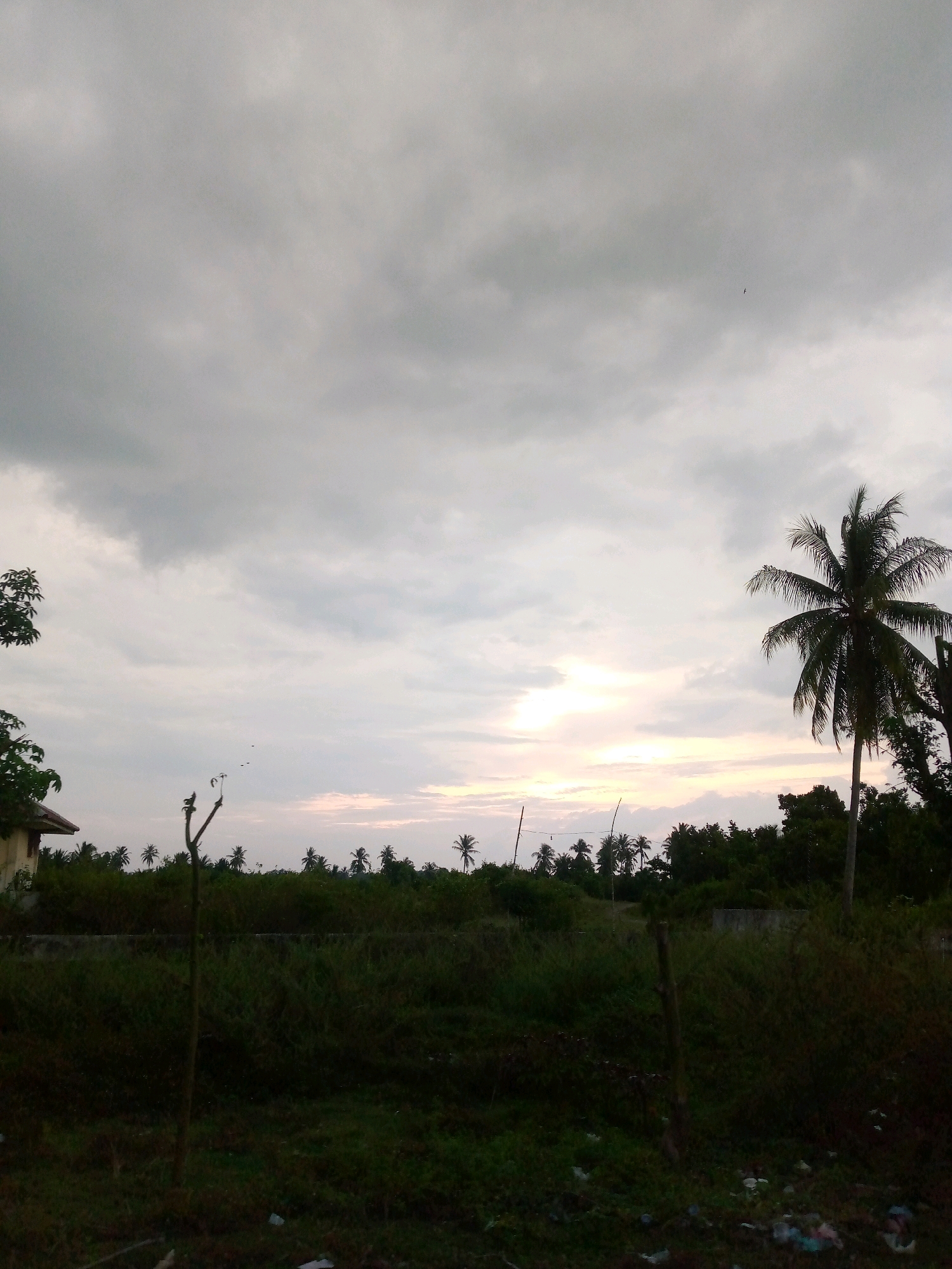 A low-angle, vertical full shot captures a dusky sky over a rural landscape, likely in the Indonesian city of Mearon. The sky is overcast with soft, gray clouds, with hints of pale yellow and pink light breaking through near the horizon, suggesting either sunrise or sunset. In the foreground, tall green grass and weeds are visible, with some scattered plastic debris. A thin, vertical wooden post stands prominently in the middle ground. Beyond the grass, a line of lush green vegetation, including numerous palm trees, stretches across the landscape, with a cluster of trees to the right of a lone palm tree. A small, light-colored building with a dark roof is partially visible on the far left. The overall atmosphere is serene and somewhat subdued due to the low light conditions.