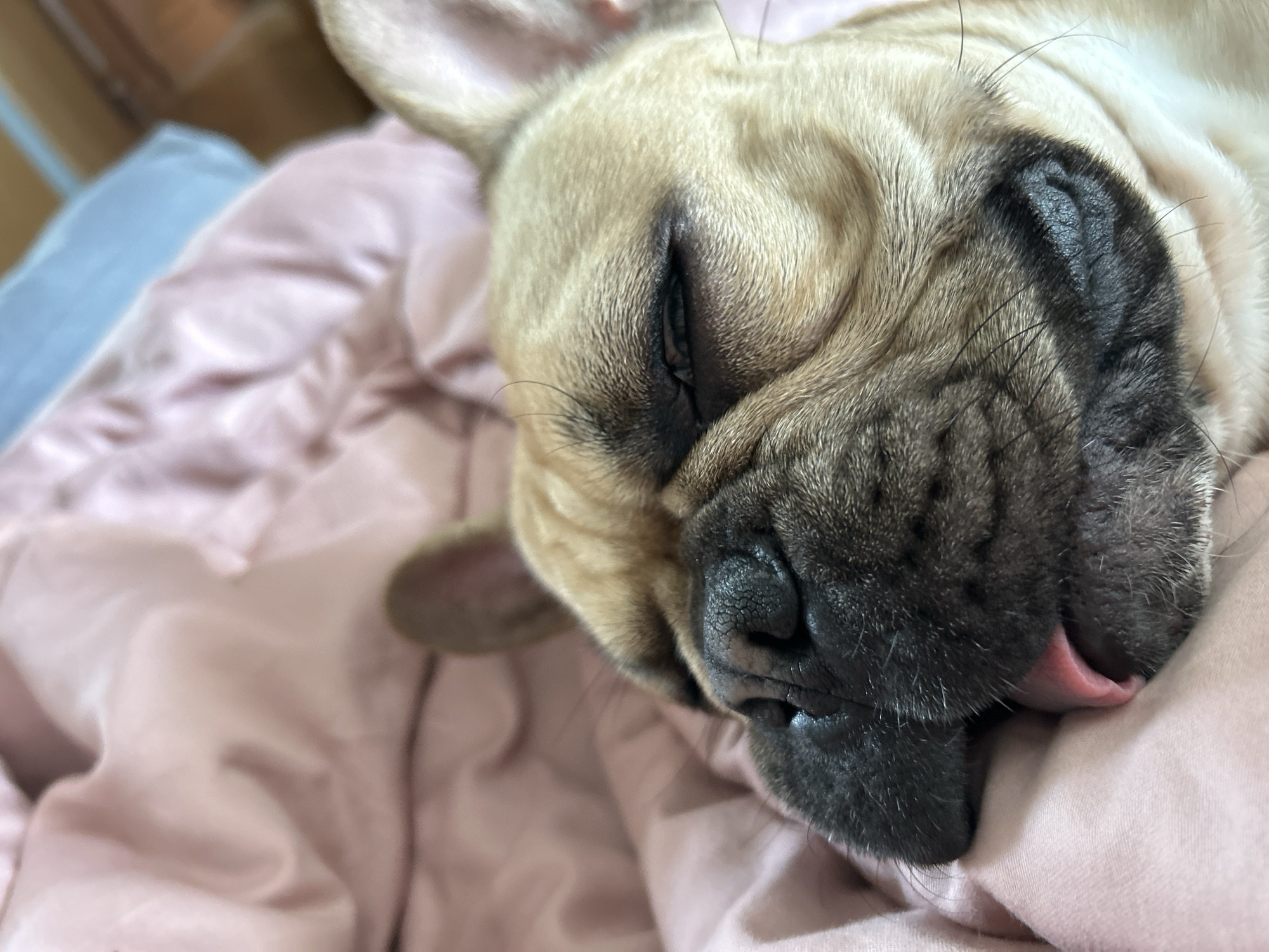 A close-up, eye-level shot shows a fawn-colored French bulldog asleep on a pink, wrinkled blanket. The dog's head is positioned at an angle, with its eyes closed and its tongue slightly protruding. The background is blurred, but appears to be indoors, with a light blue object and a wooden surface visible. There is no discernible indication of the specific location within Moscow, Russia.