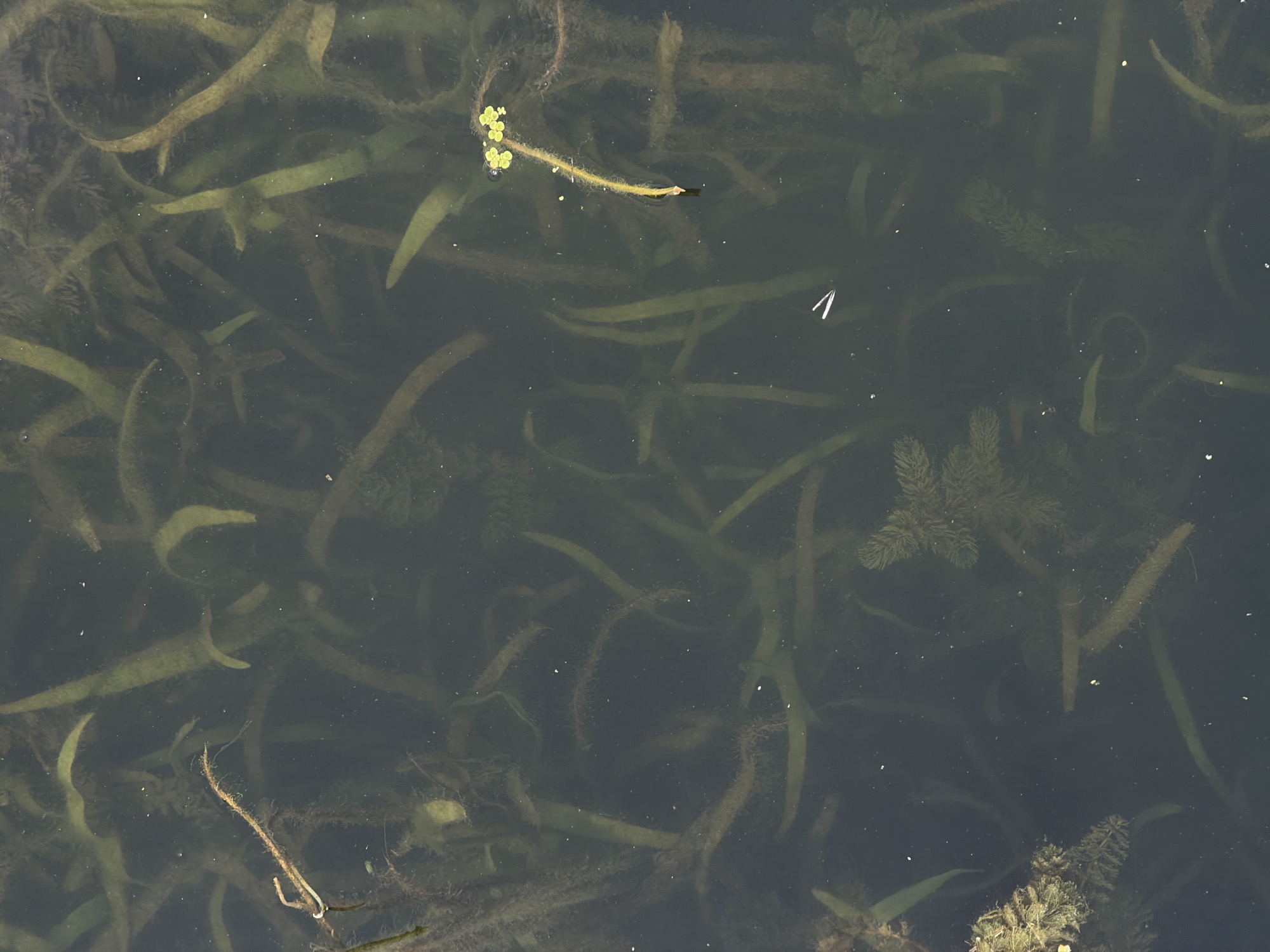 This image depicts a close-up, top-down view of murky water with submerged aquatic plants in Joinville-le-Pont, France. The water is dark and somewhat opaque, with visible detritus and sediment suspended within it. Long, slender, green and brown aquatic plants, possibly reeds or pondweed, are the dominant features, with many stems and leaves creating a dense, tangled appearance. Some of the plants appear to be decaying or covered in algae. In the upper left quadrant, a brown, fibrous stem with a lighter tip is visible, partially submerged. In the center right, a small cluster of green, four-lobed aquatic plants floats on the surface. A small, white, V-shaped object, possibly a piece of debris or a small insect, is visible in the lower center of the image. The overall impression is of a natural, uncultivated aquatic environment.