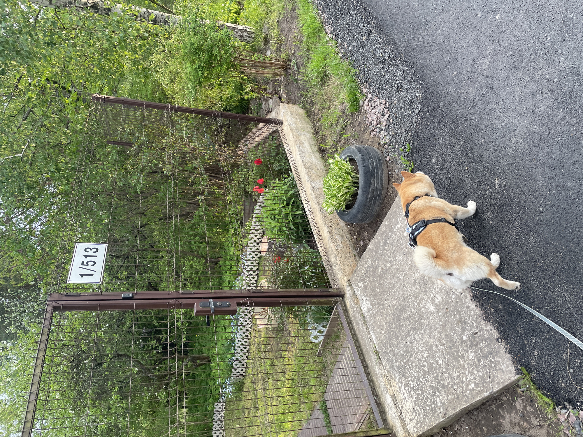 An outdoor, daytime scene captures a light-brown dog, likely a Shiba Inu, resting on a textured concrete slab in the foreground. The dog, equipped with a black harness, faces away from the viewer, its white leash extending towards the right edge of the frame. Adjacent to the concrete, a dark asphalt path or road, composed of small pebbles, stretches into the background. A black tire, repurposed as a planter with lush green foliage (possibly hosta), is situated between the concrete and the asphalt, to the left of the dog.
A brown metal mesh fence with a gate traverses the midground, acting as a boundary to a densely vegetated area. A white rectangular sign affixed to the gate prominently displays the text "1/513". Beyond the fence, a vibrant green landscape is visible, featuring numerous trees and bushes with abundant foliage, suggesting a spring or summer setting. Bright red tulips add a splash of color to a garden bed behind the fence. A glimpse of a wooden plank pathway can be seen through the lower part of the fence.
The environment suggests a semi-natural area, possibly part of a private property or a local park in Sestroretsk, Russia. The dog appears calm and relaxed, indicating a peaceful moment. Natural daylight illuminates the scene, with no harsh shadows, suggesting overcast conditions or early/late sunshine. No people are visible.