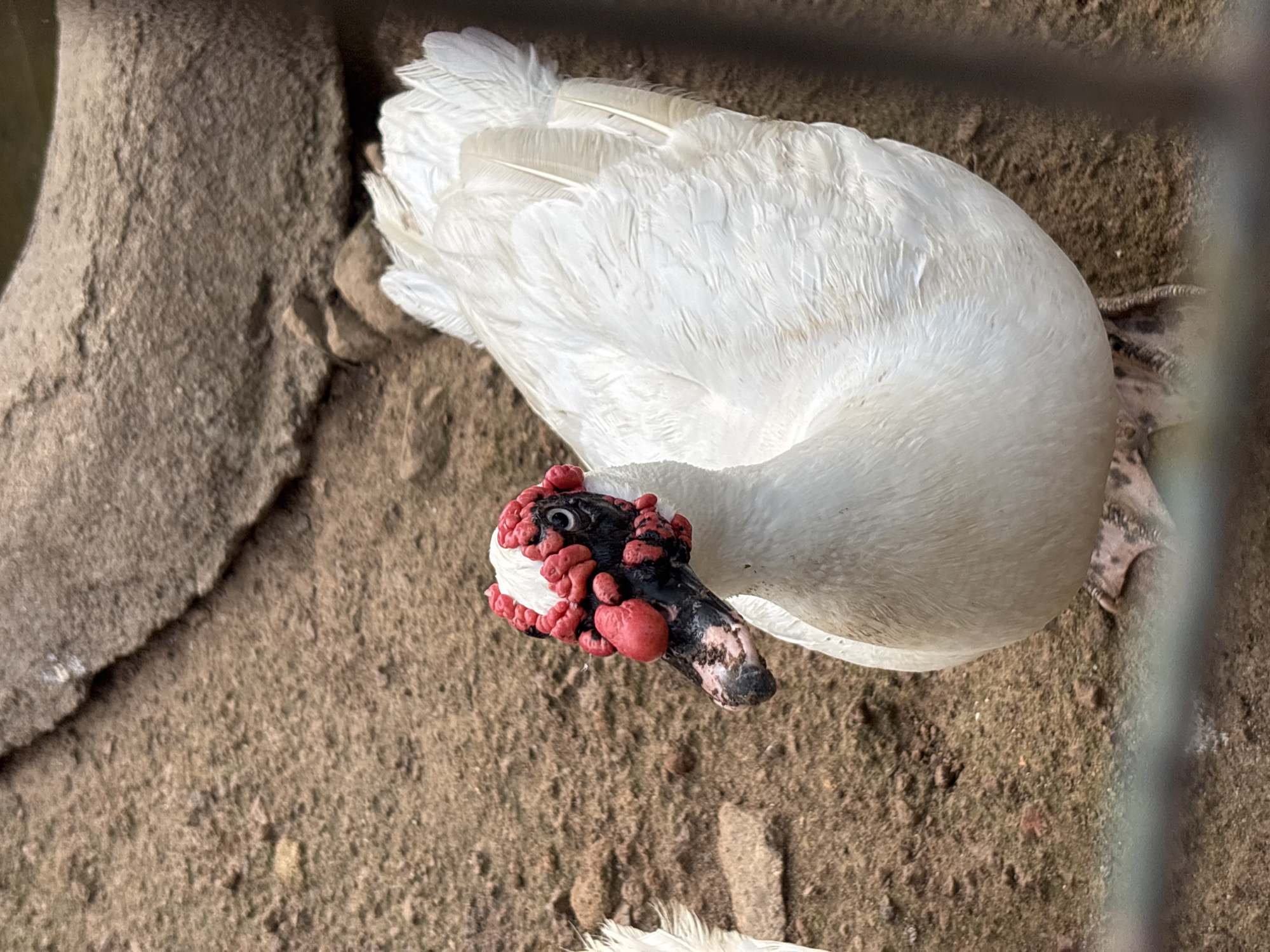 A white Muscovy duck with a black face covered in red caruncles stands on brown, sandy ground next to a large, gray rock formation. The duck's feathers are mostly white and appear clean. Its beak is black and pinkish, and its eyes are dark. The background consists of more sandy ground and a blurred brown area, possibly water. A metal fence is visible in the foreground, partially obscuring the duck's feet. The scene appears to be an outdoor enclosure, possibly a zoo or wildlife park. The specific location in Jos, Nigeria, is not identifiable from the image alone.