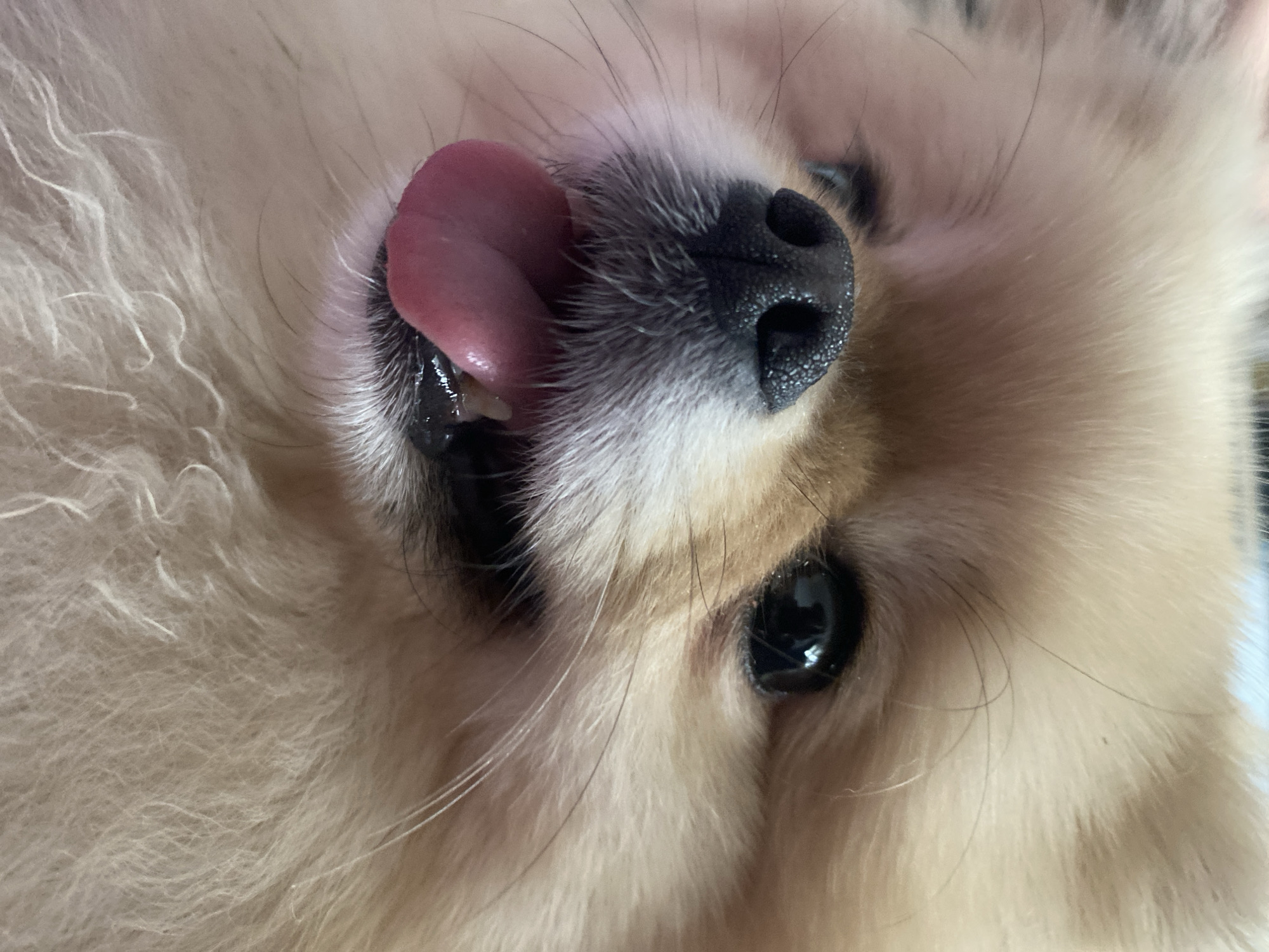 A close-up, slightly rotated image shows a light-colored, fluffy dog with its tongue sticking out. The dog's nose is black and textured, positioned near the center of the frame. One eye is visible, appearing dark and glossy. The surrounding fur is a mix of cream and light brown shades. The background is indistinct, appearing as a soft, blurred surface. The location is Unknown, Unknown.