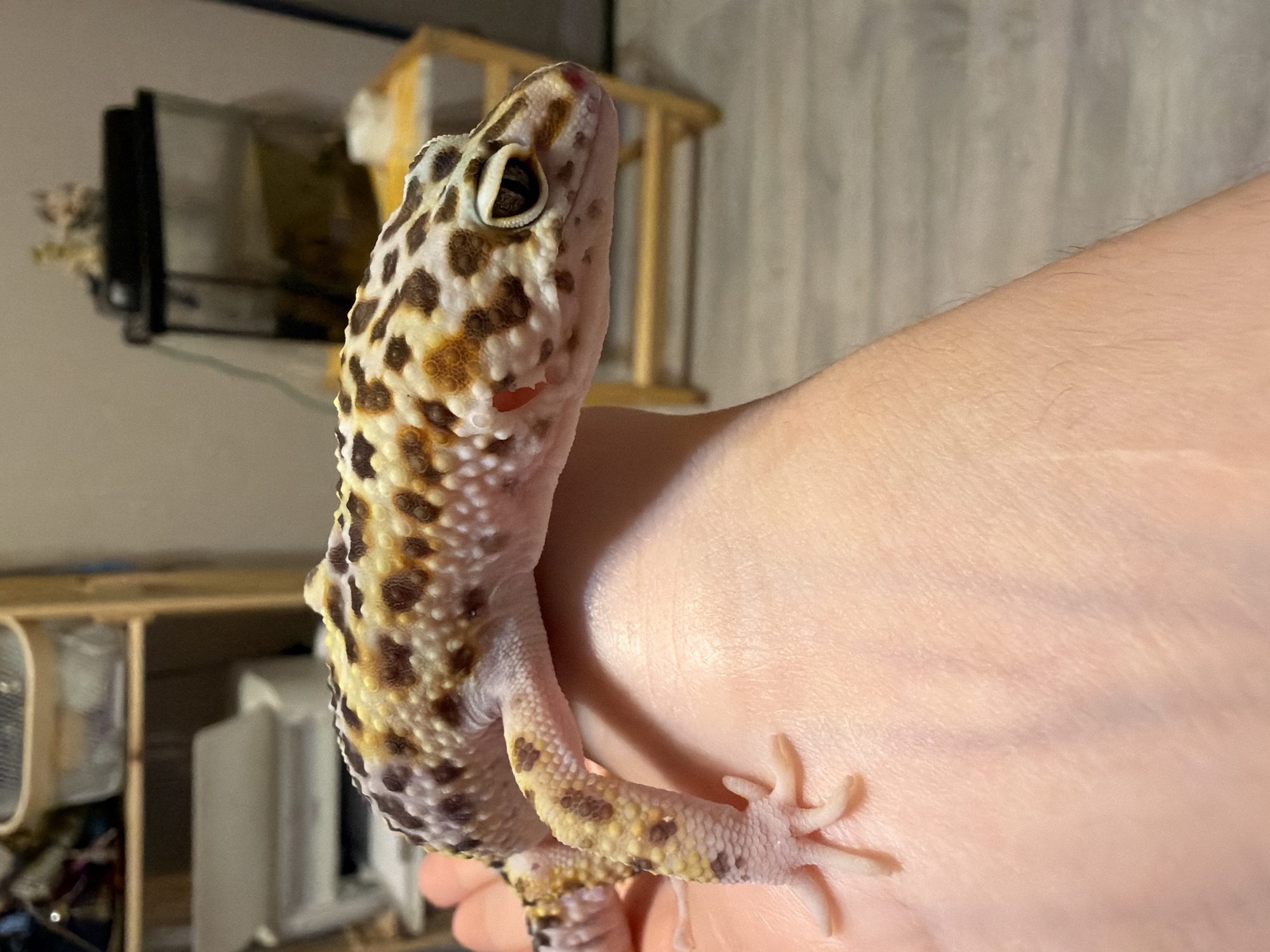 A gecko is perched on a person's hand. The gecko is white and yellow with brown spots. The person's hand is pale. The background is blurry and shows a shelf, a cage, and a wall. The location is not discernible as Izhevsk, Russia, or any other specific city based on the visual information provided.