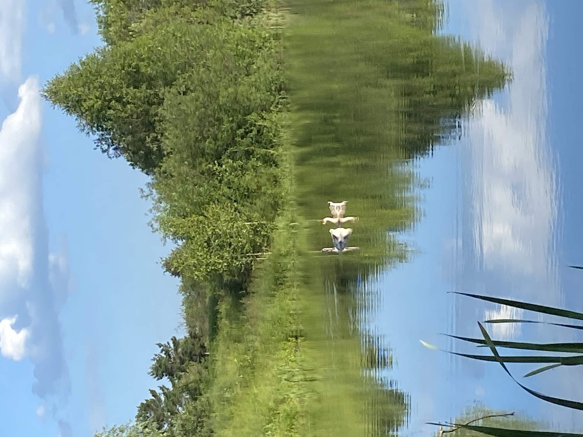 The media file is a vertically oriented, landscape photograph taken on a sunny day. The image captures a reflection of a natural scene on a body of water. On the left side of the frame, lush green trees and foliage are visible, with a bright blue sky dotted with white clouds above. The right side of the image is dominated by the rippling reflection of the trees and sky in the water.
In the center of the reflection, on the water, are two white objects that appear to be birds, possibly swans or ducks, with their necks extended. They are positioned close together, suggesting they are interacting or swimming in tandem. The water itself is calm but shows the distortion of ripples, which create a wavy effect on the reflected scenery.
The overall scene evokes a sense of tranquility and natural beauty. The bright sunlight and clear sky suggest it is midday. The presence of water, trees, and birds points to a natural habitat, likely a lake, river, or pond. No text is visible in the image. The location context is Novyi Ural, Russia.