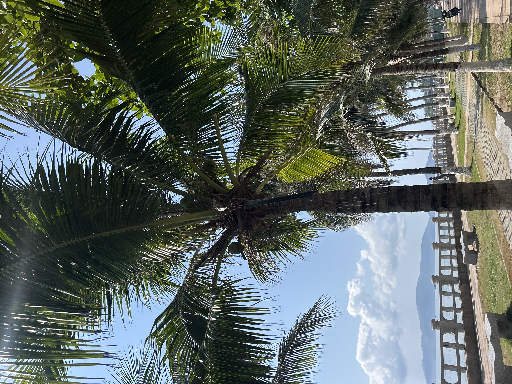 The image depicts a view of Bắc Nha Trang, Vietnam, framed by palm trees. A row of palm trees lines a paved pathway with a low, ornate concrete railing along the water's edge. In the distance, a mountain range is visible through the railing, against a blue sky with scattered white clouds. The palm trees in the foreground have clusters of coconuts. The scene is likely captured during the daytime, with natural light illuminating the landscape. A couple of people can be seen walking.