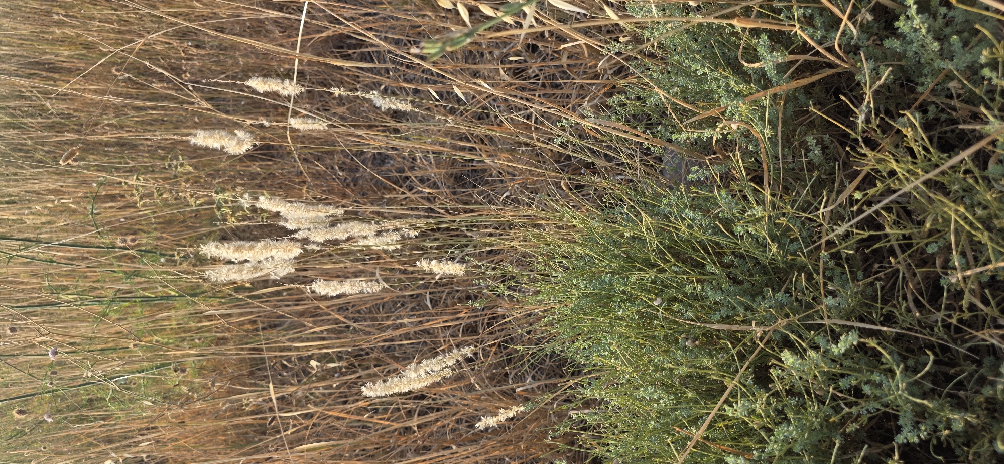 This is a close-up, high-angle, vertical, outdoor shot of dry, golden grasses and a cluster of green, leafy vegetation. The scene appears to be a field or meadow in Loporzano, Spain, possibly during late summer or early autumn, given the dry appearance of the grasses. The lighting suggests it is either early morning or late afternoon, as indicated by the warm, golden tones and long shadows.
The subjects are primarily the plants. The dry grasses are predominantly brown and straw-colored, with some stalks appearing more brittle than others. Interspersed among the dry grasses are several feathery, light-colored seed heads, adding a textural contrast. To the right of the frame, a dense clump of vibrant green vegetation with small leaves and thin stems stands out. The contrast between the dry and the green plants is striking.
There is no discernible activity or event taking place; the image captures a static natural scene. Notable details include the variety of textures from the dry, wispy grass to the finer, more delicate green foliage. The lighting creates a sense of warmth and natural beauty. The ground is not clearly visible, as the focus is on the plants themselves. There is no visible text in the image. The overall impression is one of rustic, natural landscape.