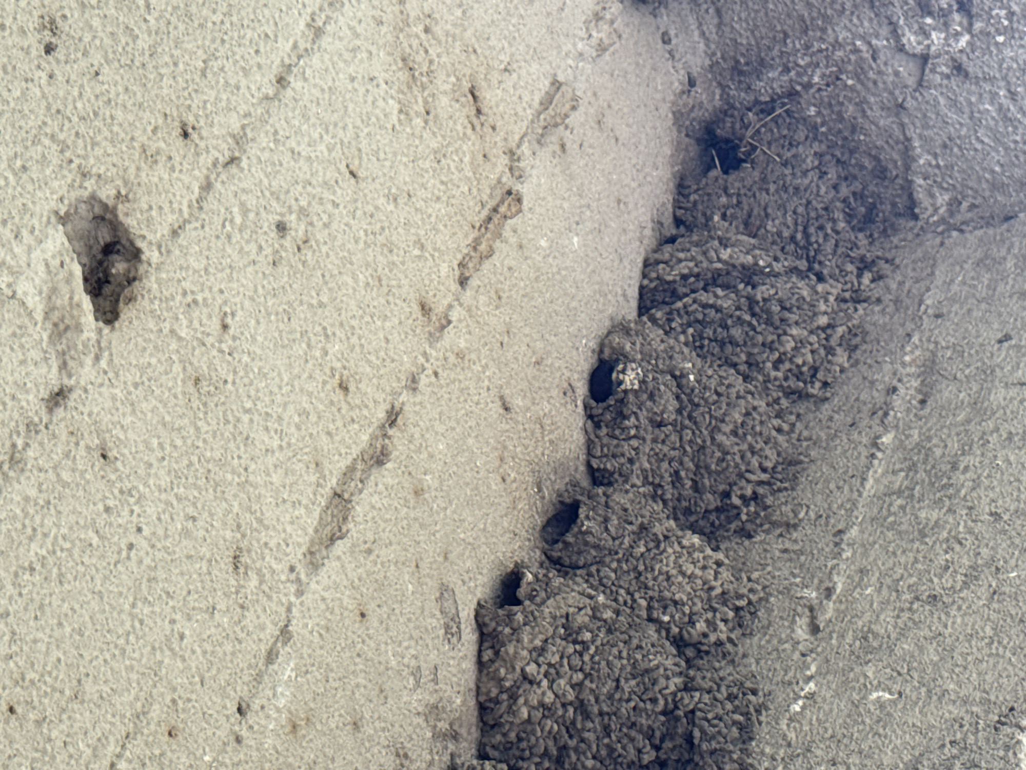 The image shows a close-up view of several mud nests constructed by birds, likely swallows, adhered to a rough, textured, light-colored surface, possibly concrete or stucco. The nests are clustered together and appear to be multi-chambered. One nest in the center has a visible opening. The surrounding surface shows some discoloration and what appear to be faint linear markings or cracks. In the bottom right corner, a darker area of the textured surface is visible, with some debris. The lighting suggests an overhead source, casting subtle shadows. The image does not contain any people, or any identifiable landmarks indicating a specific location within Tandzia, Georgia.
