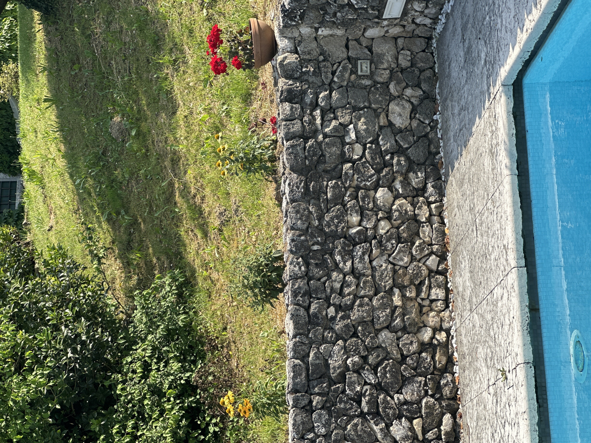 The image depicts a sunny outdoor scene. In the foreground, a bright blue swimming pool occupies the bottom portion of the frame. The pool is bordered by a concrete deck. Above the deck and extending across the middle ground, a rustic stone wall runs horizontally. Small white pebbles line the base of the wall. Behind the wall, a grassy slope rises towards the background. Scattered on the slope are various plants, including a cluster of yellow flowers and a pot containing bright red flowers. Lush green foliage forms a dense backdrop on the left side of the image, with the upper portion showing more grassy areas and dappled sunlight. The overall impression is that of a well-maintained garden or private outdoor recreational area. The location is the city of Conegliano, Italy.