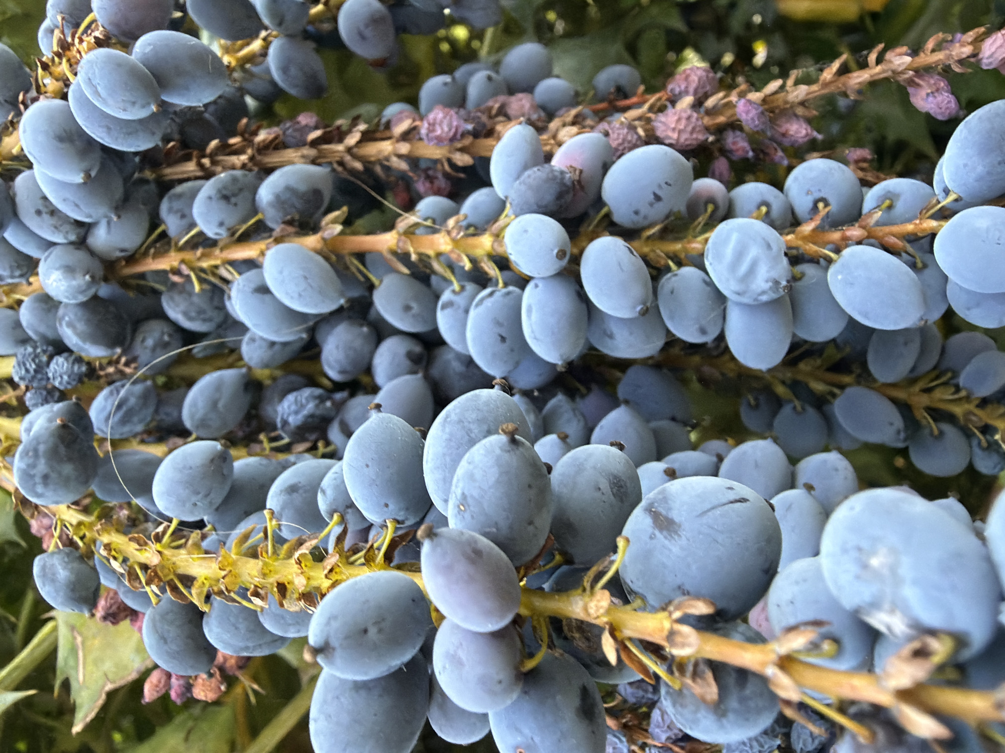 The image depicts a close-up view of Oregon grape (Mahonia aquifolium) berries. The berries are bluish-gray, oval-shaped, and clustered tightly along yellow and brown stems. The background is blurred, showing indistinct green foliage. The location is unknown and not verifiable from the image alone. No people, actions, or interactions are visible.