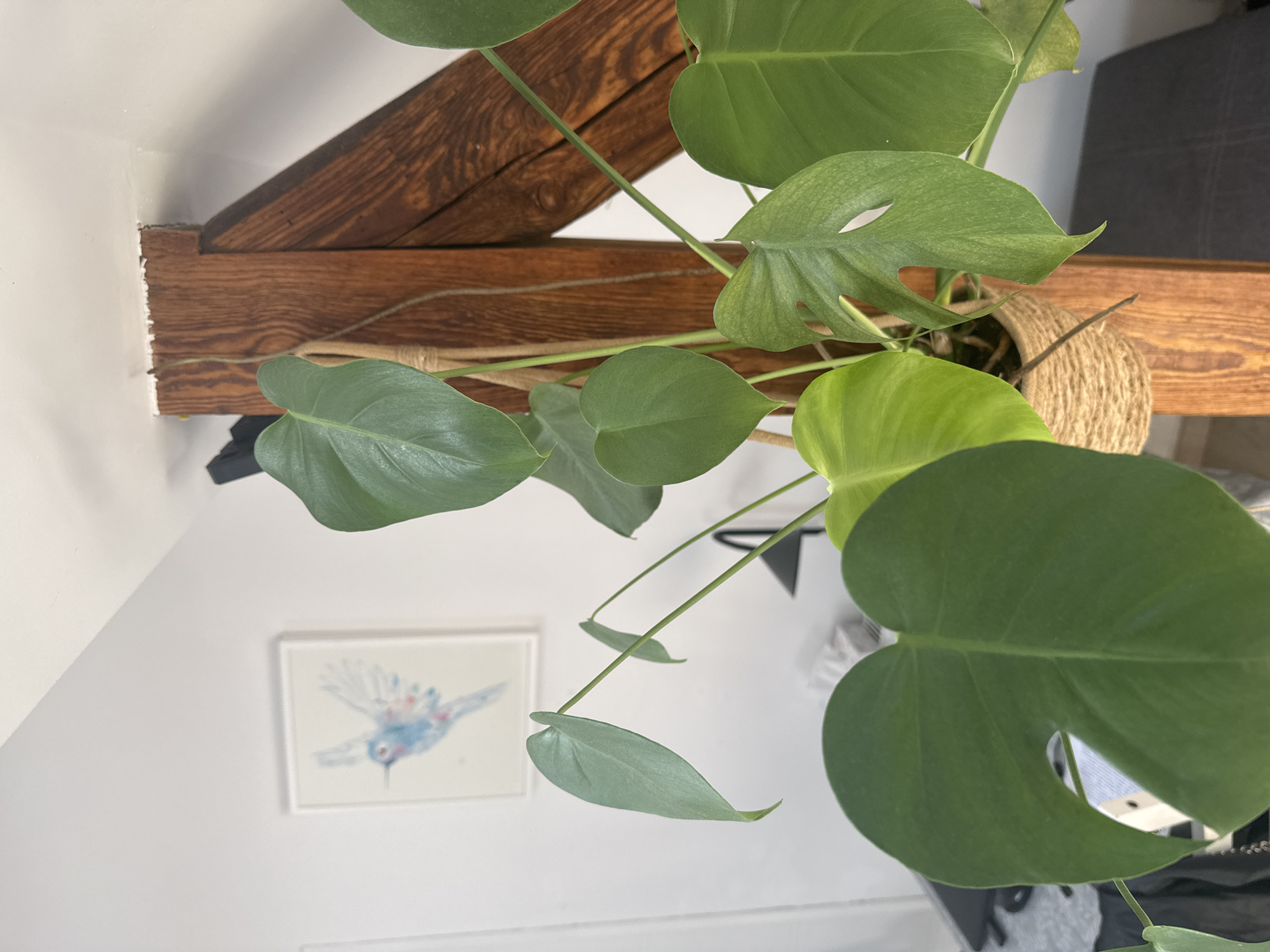 The image shows a close-up of a Monstera deliciosa plant with large, green, fenestrated leaves. The plant is in a pot wrapped with jute rope and is supported by a wooden beam. In the background, a framed watercolor painting of a hummingbird is visible on a white wall. The overall scene appears to be indoors, likely in a residential setting. The image does not contain any information about the city of Katowice, Poland, or any specific geographical location.