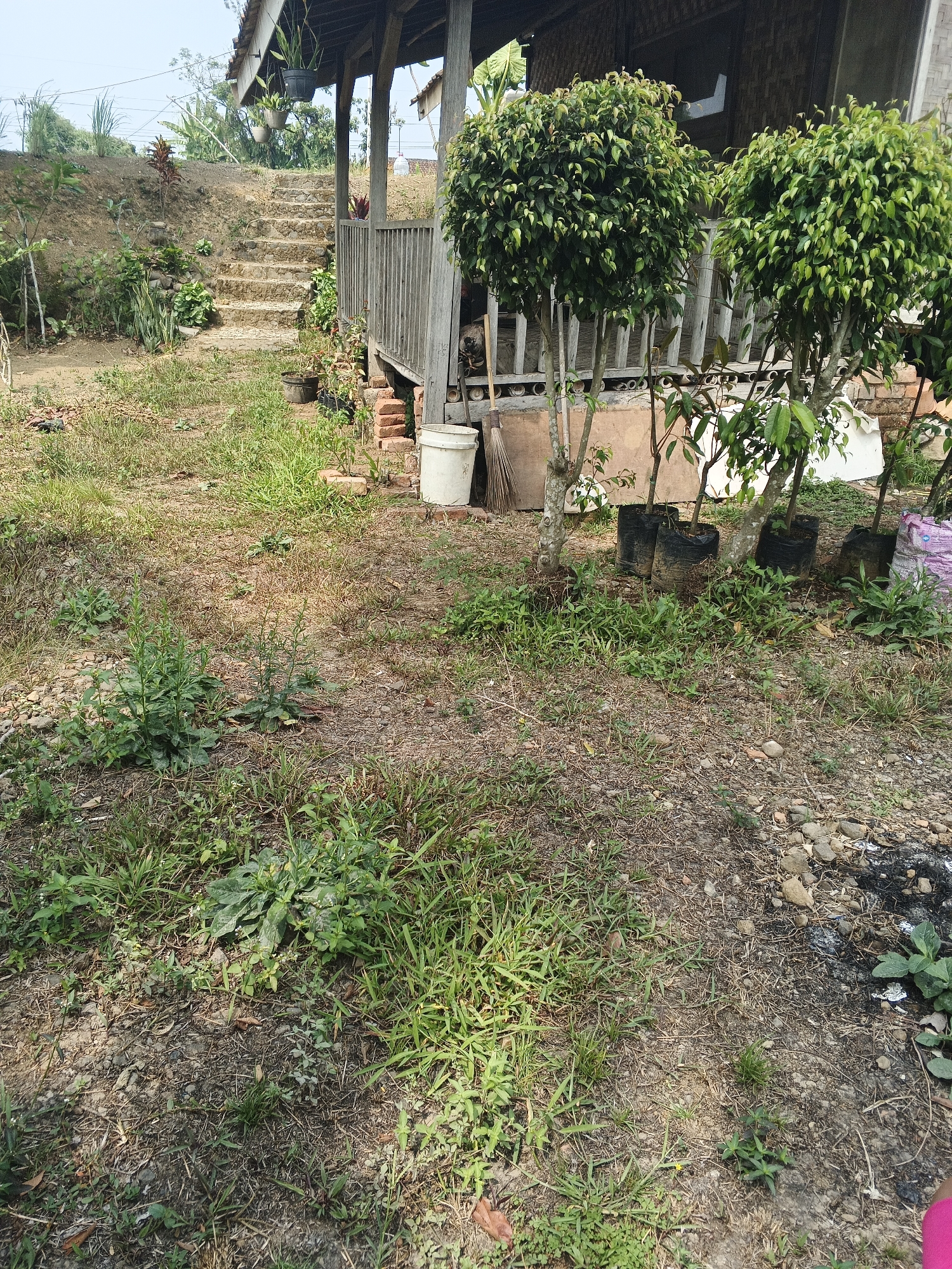 The image depicts an outdoor scene near a wooden house with a thatched roof in Sukabumi, Indonesia. The foreground is a yard with dry grass, scattered rocks, and several small green plants. To the left, a dirt path leads up a gentle slope. A set of stone steps ascends the slope towards the house. The house has a wooden porch with railings and is elevated. In front of the porch, there are potted plants and two young trees with dark plastic bags around their bases. A white bucket and a broom are visible near the porch. The background shows more vegetation and a clear sky. There are no people visible in the image.