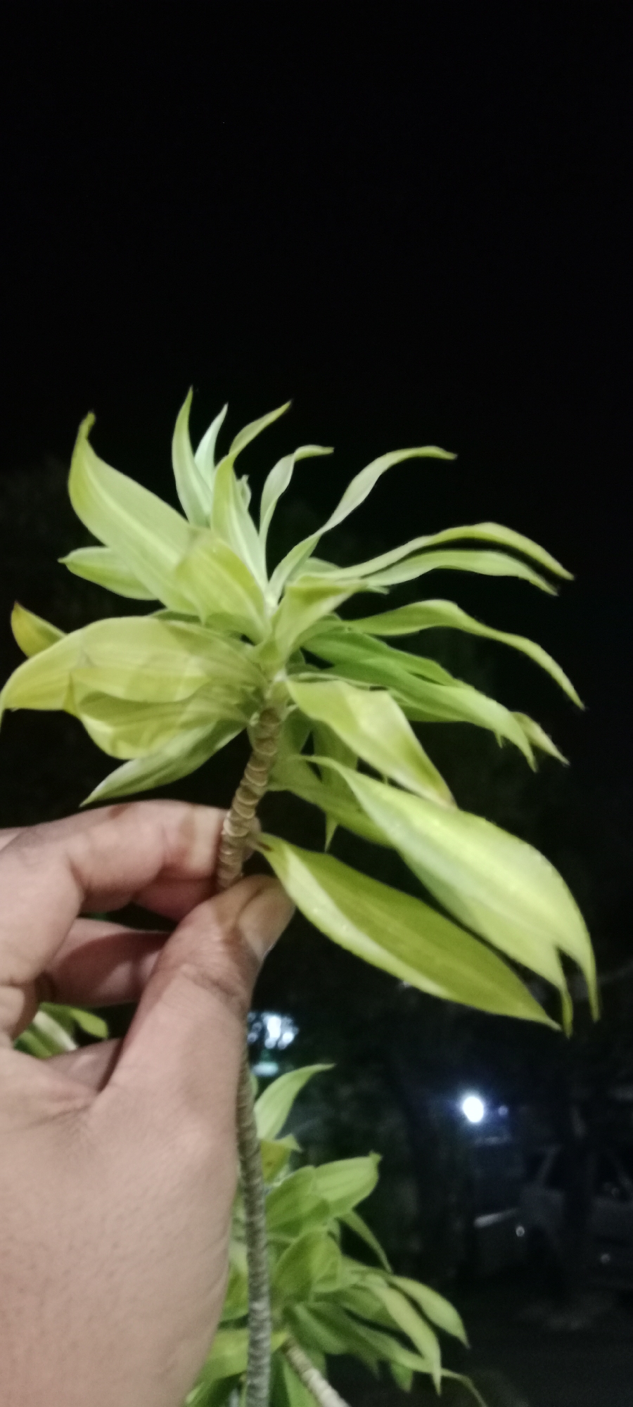 A person's hand is holding the stem of a light green plant with long, slender leaves. The plant appears to be variegated, with some leaves having lighter edges. The background is dark and out of focus, suggesting a nighttime setting, possibly outdoors. Faint lights are visible in the background, hinting at a city environment. The overall impression is of someone examining a plant in the evening.