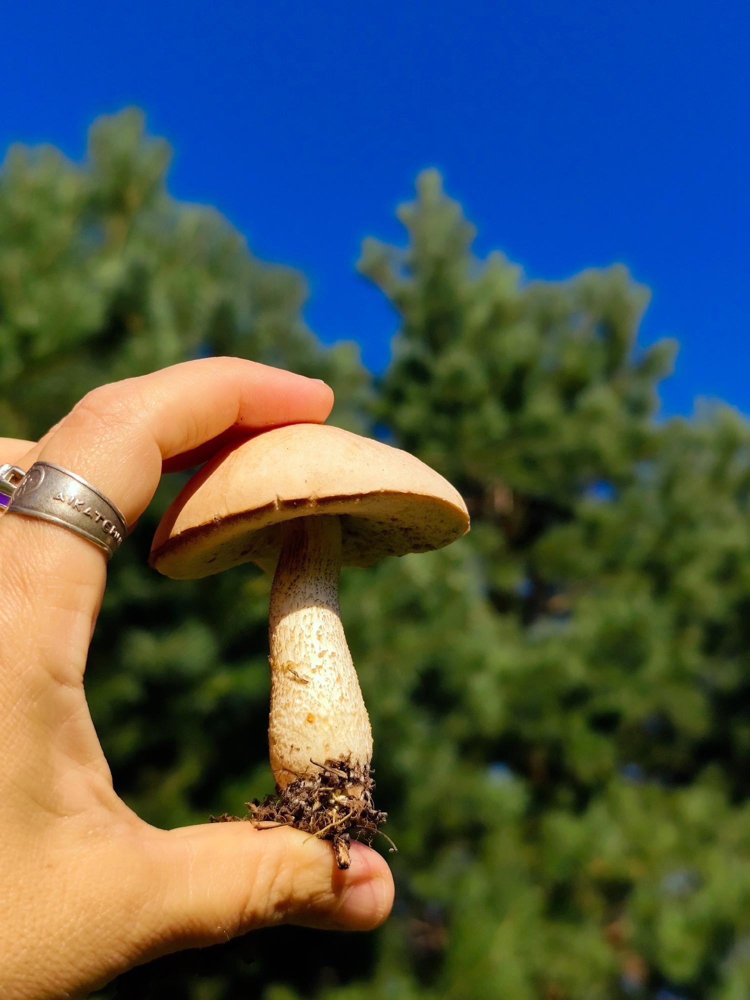 A close-up, eye-level outdoor shot features a person's hand gently holding a small mushroom against a blurred background of green trees and a bright blue sky. The mushroom has a light brown cap and a textured, white stalk with some dirt and rootlets attached at the base. The hand, with visible skin texture and a silver ring on one finger, is positioned to support the mushroom from below and lightly touch its cap. The ring is engraved with the words "A KINDRED SPIRIT". The overall lighting suggests it is daytime, with the sun casting a warm glow on the scene. The location is identified as Barlaksky, Russia.