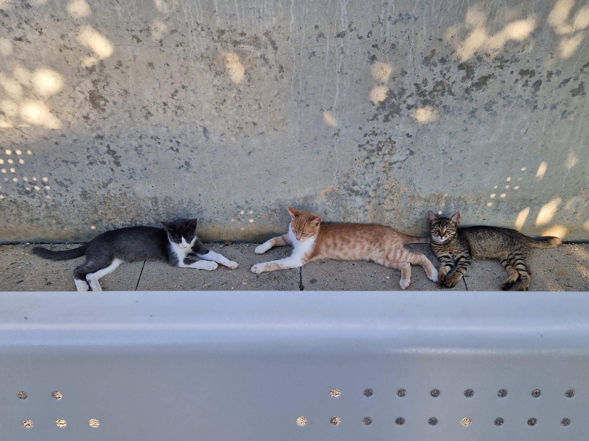 Three domestic cats are resting on a concrete surface in front of a textured concrete wall. A white bench is in the foreground, obscuring the lower portion of the cats and the ground. The cat on the left is a black and white tuxedo cat lying on its side with its legs extended. The middle cat is an orange and white tabby, also lying on its side with its legs extended. The cat on the right is a brown and black tabby with stripes, lying down and looking towards the camera. Sunlight casts dappled shadows from foliage and circular light patterns from an unseen object onto the concrete wall. The scene is located outdoors in the city of Bahovitsa, Bulgaria.