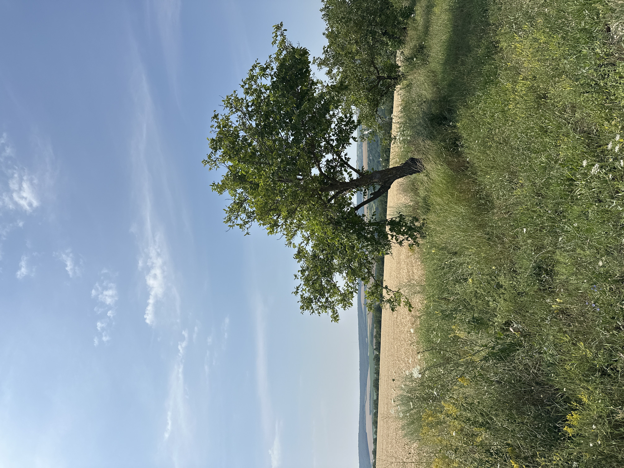 A medium shot captures a rural landscape under a clear blue sky with sparse, wispy clouds. In the foreground, tall green grass and wildflowers are abundant, with a few yellow and white blossoms visible. Two large trees with full green foliage dominate the right side of the frame. The tree on the left is closer and has a thick, gnarled trunk. Behind the trees, a vast field of golden wheat stretches to the horizon. The terrain beyond the wheat field consists of rolling hills with patches of green trees and some indistinct buildings. The overall scene depicts a serene summer day in the countryside, possibly in the vicinity of Piscărești, Moldova. There are no people or animals visible in the image.