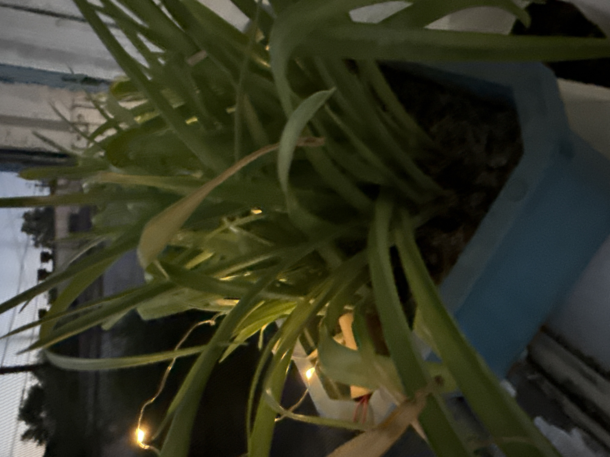 The image shows a potted plant with green leaves and thin, bright fairy lights woven through it. The plant is in a light blue, geometric pot. The background is dark and out of focus, with some hints of trees and structures visible through what appears to be a window or screen. The lighting suggests it is either dusk or nighttime. The scene is indoors, possibly on a windowsill or shelf.