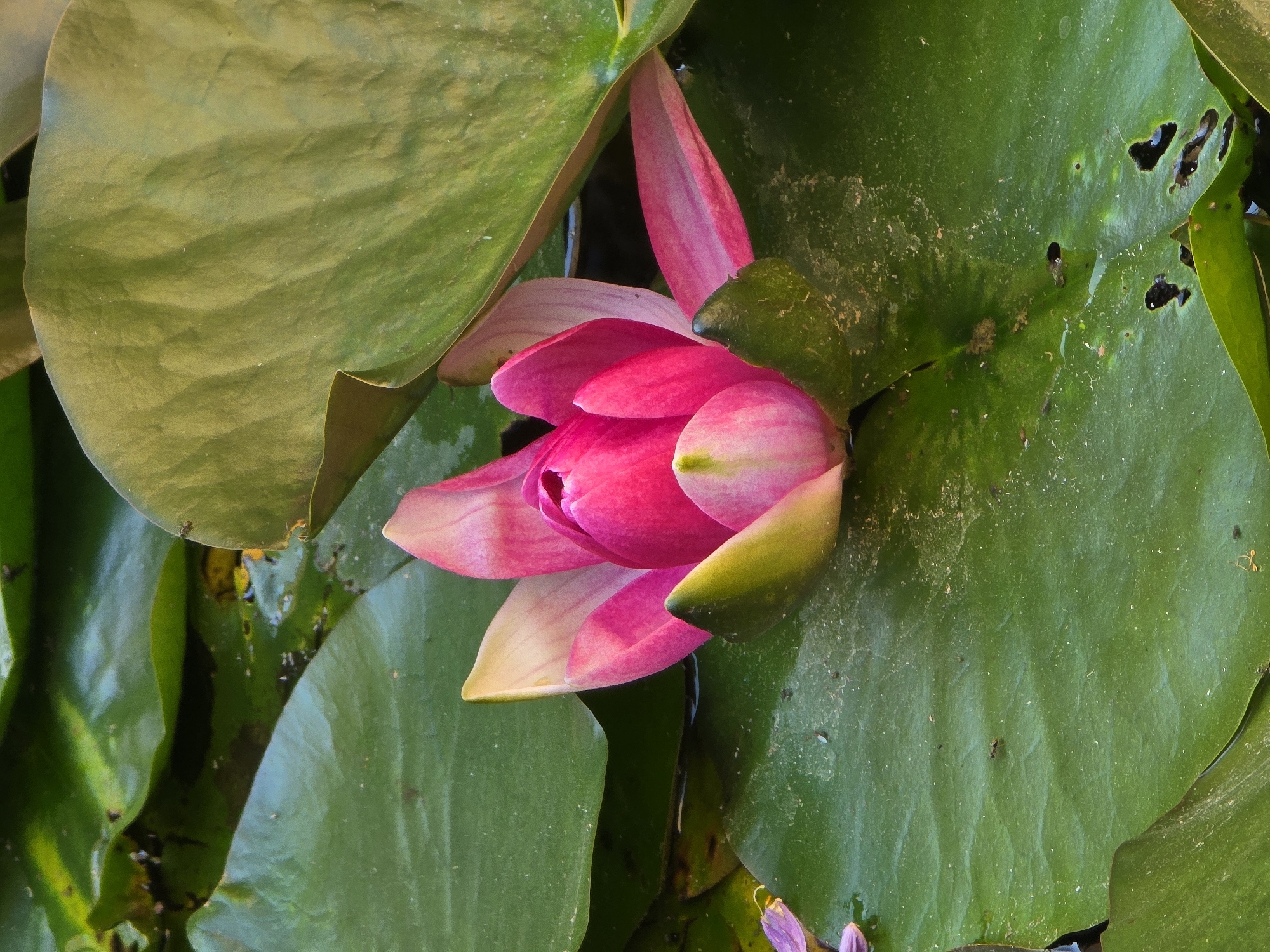 A close-up, high-angle shot captures a vibrant pink water lily in bloom, partially obscured by its own large, green lily pads. The lily's petals are unfurled, revealing a deeper pink hue towards its center, with paler pink and lime green accents on the outer edges and at the base of the petals. The lily pads are broad and textured, with some showing signs of wear and minor damage, like small holes. The water beneath the lily pads is visible in dark, reflective patches, hinting at the pond's depth. The scene is set in a tranquil outdoor environment, likely a pond or water garden, located in Sofiivska Borshchahivka, Ukraine. The overall impression is one of natural beauty and delicate floral life.