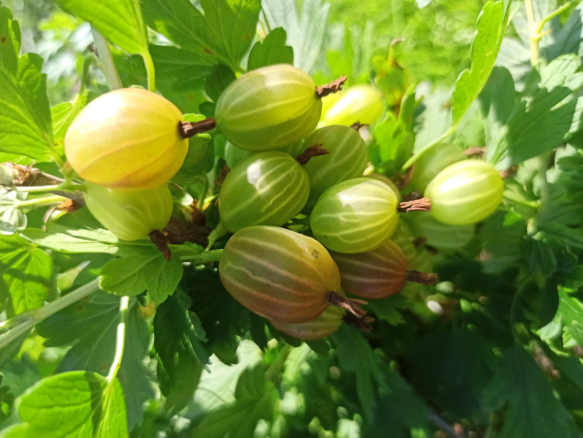 The image depicts a cluster of gooseberries growing on a bush. The berries vary in color from pale yellow to green with reddish-brown stripes. They are attached to thin, dark stems. The surrounding foliage is lush and green, with some leaves showing dappled sunlight. The background is a blur of green, suggesting more foliage and possibly grass. There is no indication of human presence or activity, nor is there any context to place this scene specifically within the city of Irbit, Russia.