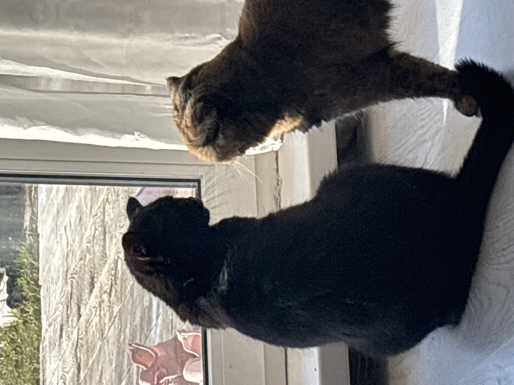 Two cats are indoors next to a window. One cat is black and sitting upright near the window. Above it, another cat, which appears to be brown and tabby, is leaning down. The location is unknown and cannot be determined from the image.