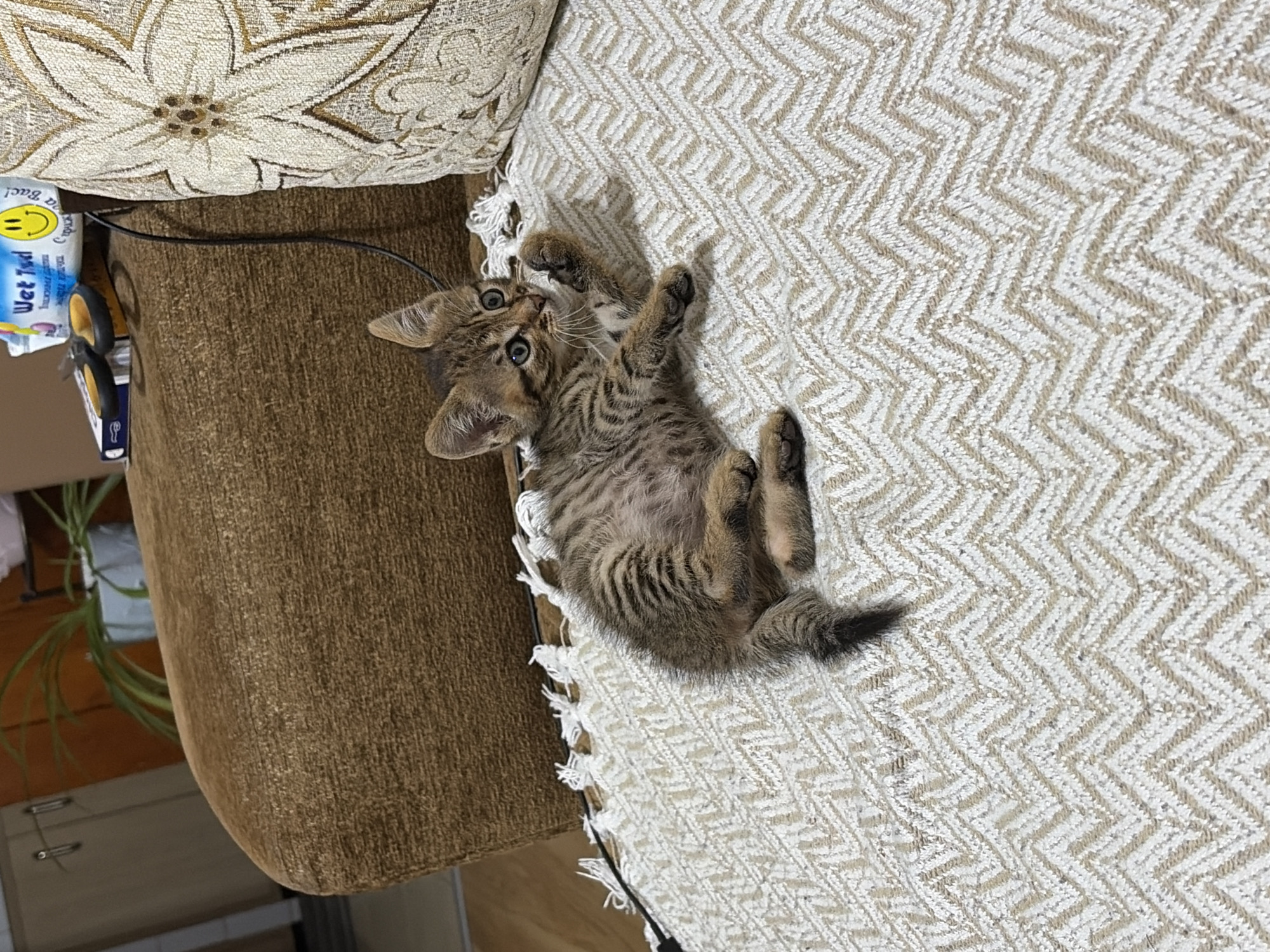 A domestic tabby kitten, distinguished by its brown and black striped fur and visible belly spots, is lying on a beige and white chevron-patterned blanket with fringed edges. Its green-blue eyes are open, directed towards the right. One of its front paws is slightly raised. The blanket covers a textured, dark brown upholstered surface, likely a sofa or armchair. To the kitten's right, a decorative cushion with a cream-colored floral pattern is visible. On the upper portion of the brown upholstery, a package of "Wet Tidi" wet wipes featuring a yellow smiley face logo and a pair of black-handled scissors are present. In the background, a light brown cabinet with two silver handles is visible on the left, alongside an orange wall. A green potted plant in a white container is positioned against the orange wall. A black cable runs vertically behind the patterned cushion. The scene is located indoors, suggesting a residential setting within the city of Unknown, Unknown.