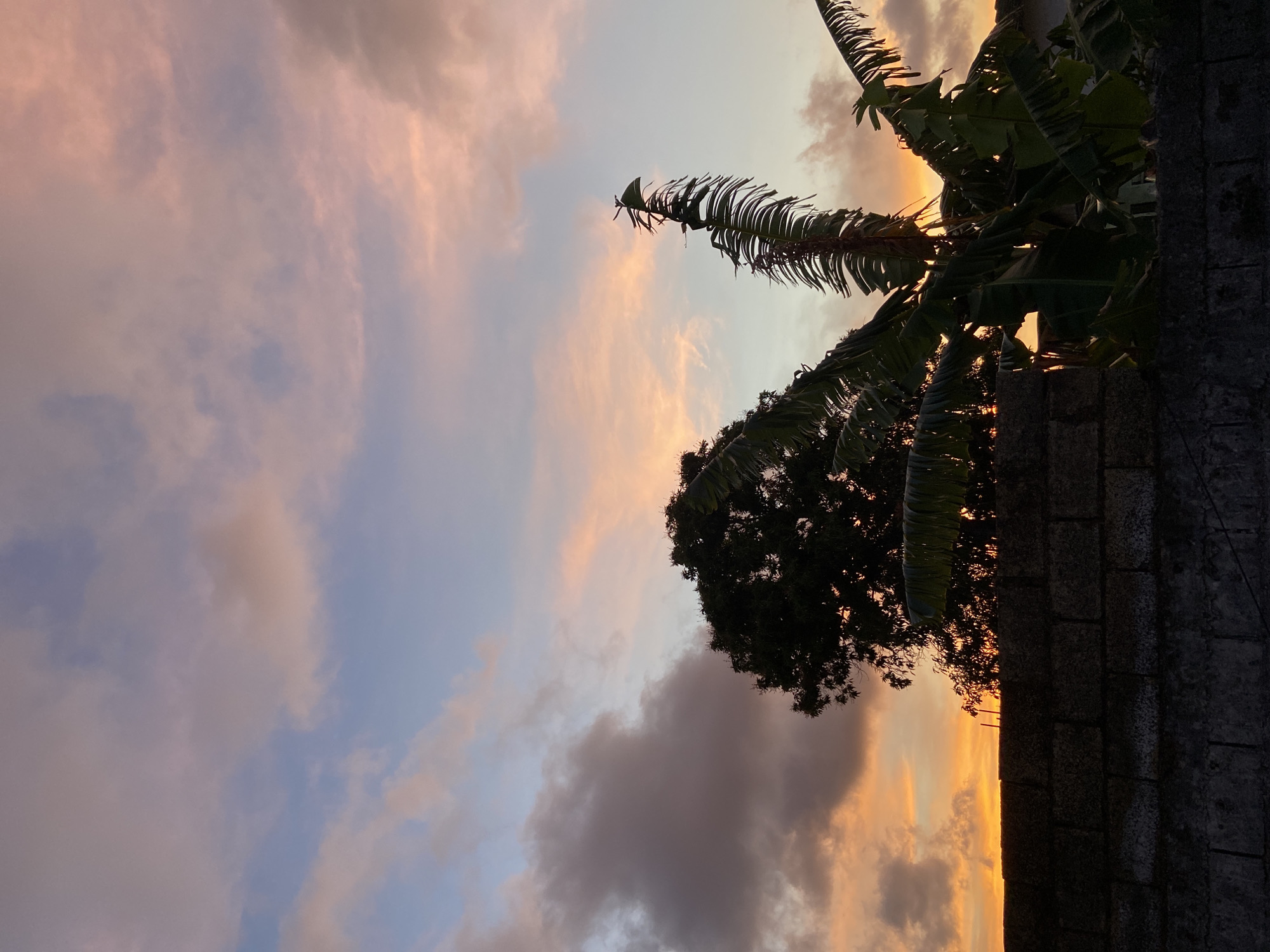 The image captures a scene at dusk or dawn in Juan Griego, Venezuela. A palm tree is partially visible on the right, situated behind a concrete brick wall. The trunk and top of the palm are silhouetted against the sky, with some fronds extending into the frame. A smaller tree is situated next to the palm tree, also silhouetted. The sky is a mix of colors, with pink and orange hues near the horizon, transitioning to lighter blue and greyish tones above, with clouds scattered throughout the sky. The overall impression is one of a tropical setting during twilight.