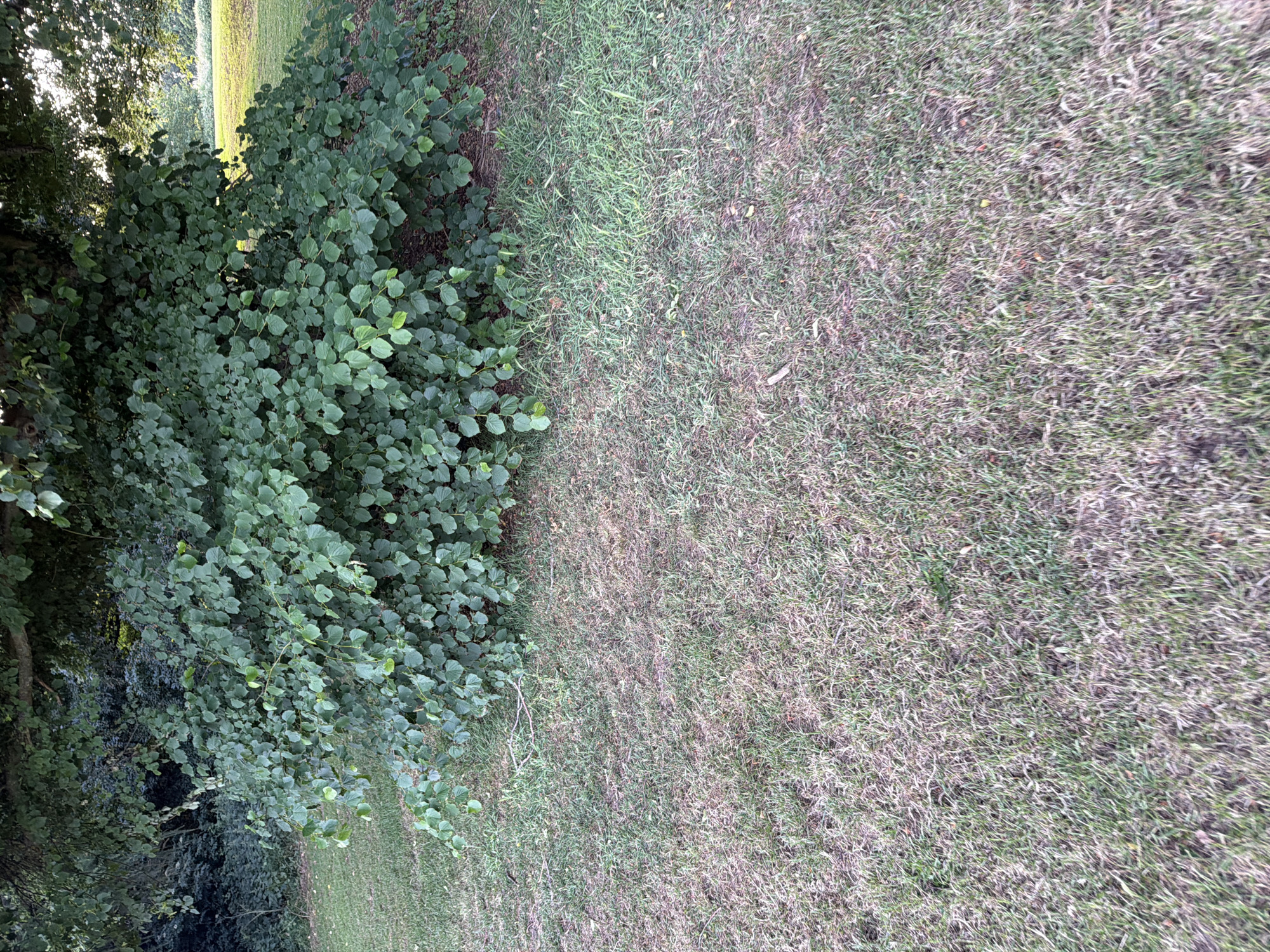 This image depicts an outdoor natural scene in Maidstone, United Kingdom, characterized by vegetation and grass under natural daylight.
In the foreground, the lower two-thirds of the frame are occupied by a lawn displaying an inconsistent texture of grass, with areas of vibrant green interspersed with significant patches of dry, light brown, and pale green blades, indicative of stress or varied growth. A few scattered dry twigs or debris are visible on the grass surface.
The midground features a dense, leafy green shrub or the lower branches of a tree, densely packed with numerous small to medium-sized, ovate to cordate-shaped leaves, uniformly dark green in color. This foliage extends from left to right across the frame, obscuring the base of a larger tree trunk which is partially visible at the top, along with its canopy.
In the background, behind the dense bush, further arboreal vegetation is visible on the left, appearing as a deeper, shadowed green mass. To the right of the bush, an open, sunlit grassy field or lawn stretches into the distance, appearing more uniformly green than the foreground grass. The lighting suggests an daytime setting, with direct sunlight illuminating the distant field and casting parts of the main bush into slight shadow. No human figures, animals, or man-made structures are discernible within the frame.