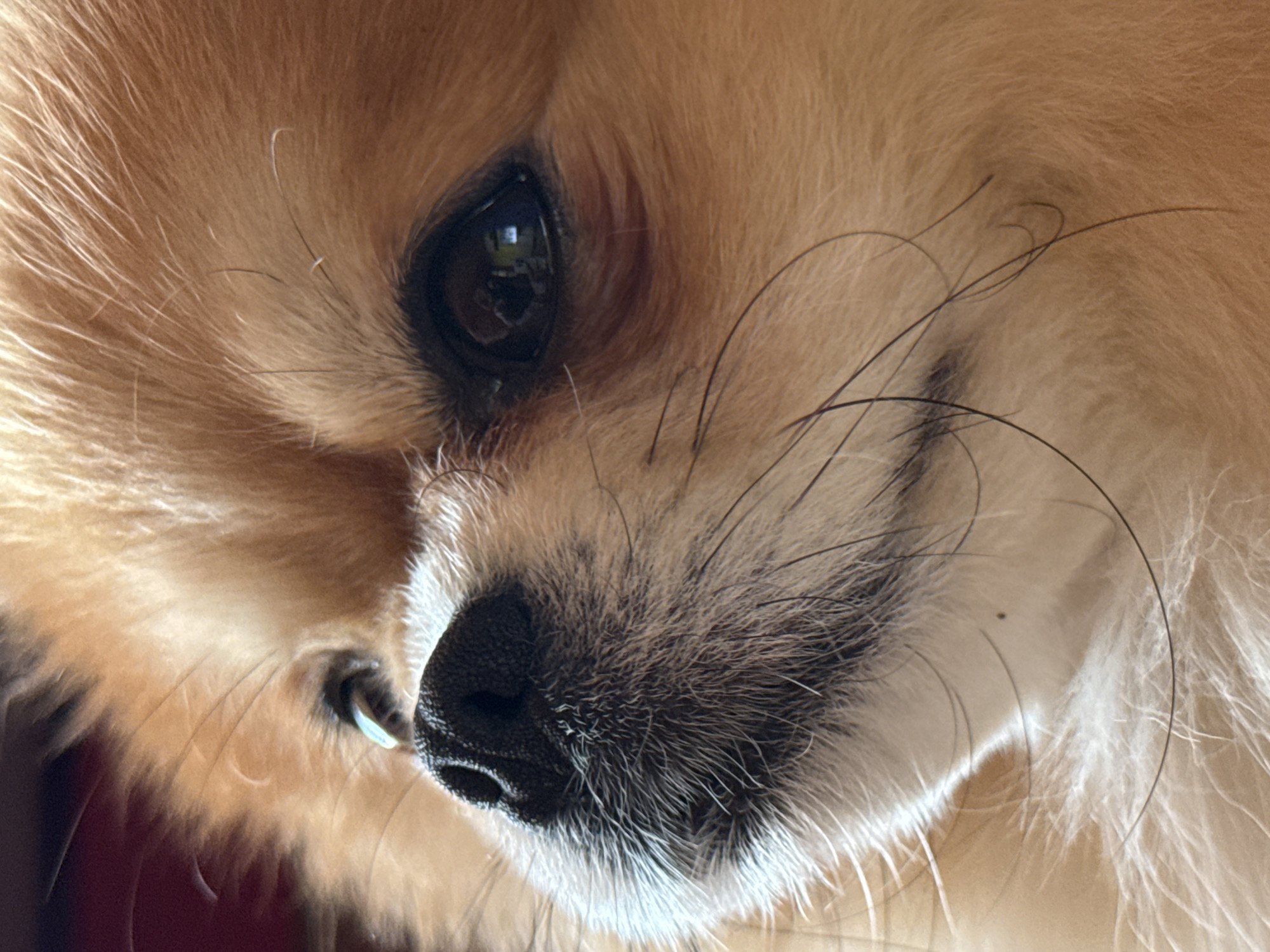 The image shows a close-up of a Pomeranian dog's face. The focus is on the dog's eye, nose, and muzzle. The fur is light brown and fluffy. The eye is dark and reflective. The nose is black and slightly moist. The dog's whiskers are visible. The background is blurry and out of focus. There is no indication of a city or location.