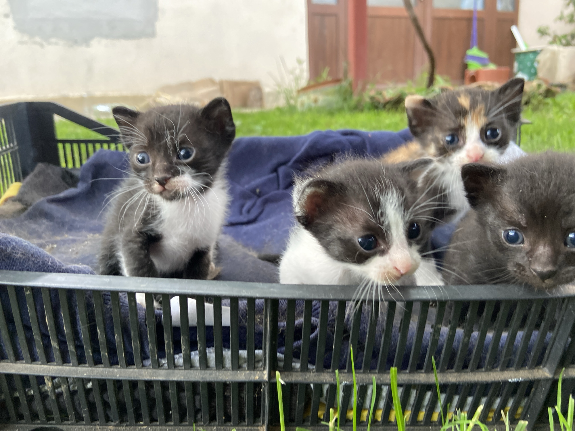 A heartwarming scene unfolds outdoors, featuring four young kittens nestled within a black plastic crate lined with a dark blue fabric. The setting is likely a backyard or garden in Mindia, Bulgaria, characterized by vibrant green grass in both the foreground and background.
On the left, a black and white kitten sits attentively, its white chest, paws, and prominent whiskers clearly visible, gazing slightly to the right with wide, curious blue eyes. To its right, another black and white kitten's head and upper body are visible, also looking forward. On the far right, only the head of a solid black kitten can be seen, its blue eyes reflecting a similar curiosity. Peeking from the back of the crate is a calico kitten, distinguished by its patches of black, orange, and white fur, looking directly towards the viewer.
The kittens appear to be very young, possibly just a few weeks old, and seem alert and healthy. The lighting suggests it is daytime, with soft, natural light illuminating the scene, indicating either an overcast sky or the gentler light of morning or late afternoon.
In the background, a light-colored wall or building is visible on the left, while a brown wooden door, possibly belonging to a house or shed, stands on the right. Additional elements such as green foliage, a colorful object (possibly a broom or mop handle), and a spotted pot further define the outdoor, domestic environment. There is no visible text within the image.
