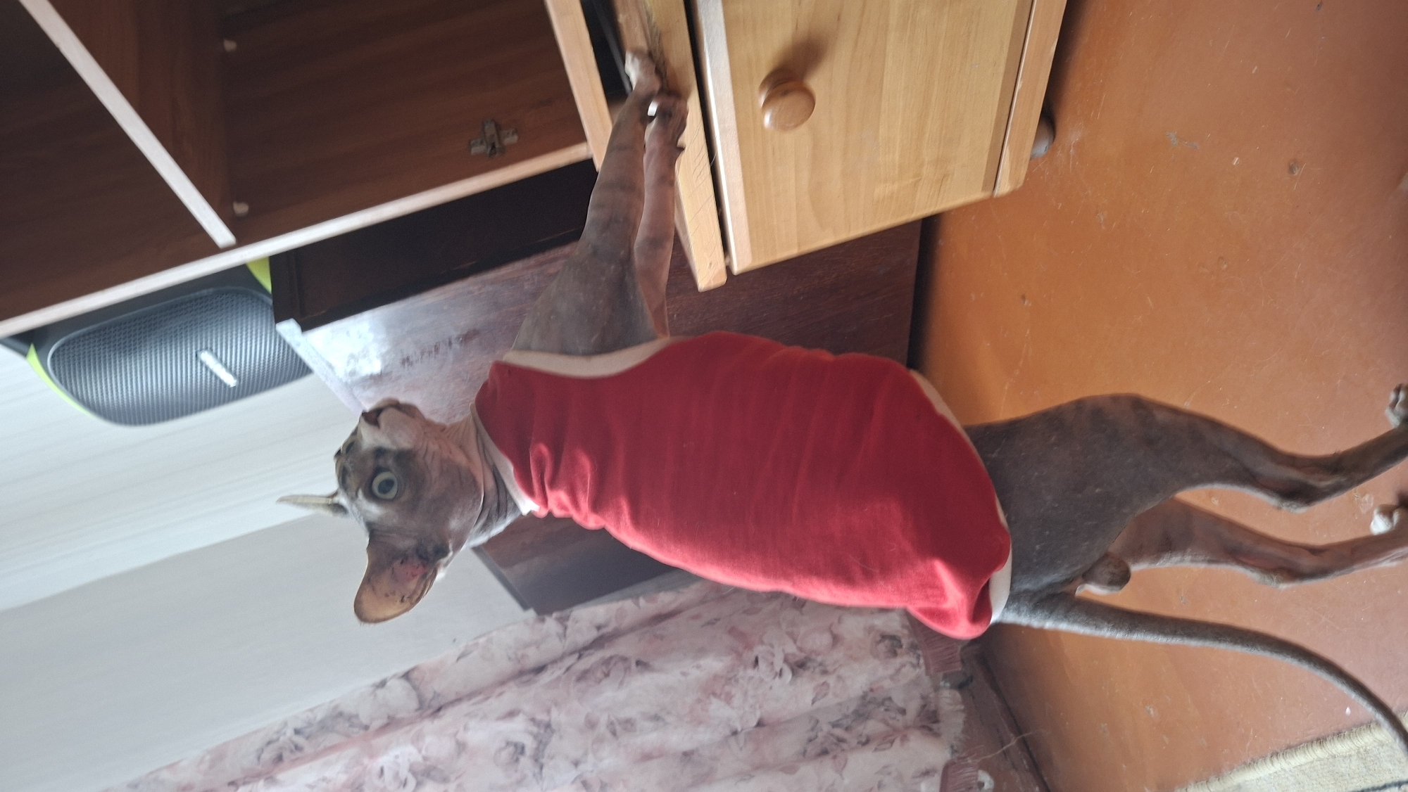 A hairless cat, wearing a red tank top, stands on its hind legs indoors. The cat is leaning forward, with its front paws resting on a light-colored wooden cabinet. The cabinet has a circular wooden knob on its right side. Behind the cat, to the left, is a floral patterned curtain. To the right of the cat and behind the cabinet, a section of a darker wooden shelf unit is visible. In the background, at the top of the image, a dark speaker with a lime green accent is perched on a surface. The floor is a reddish-brown color. The scene appears to be in a residential setting, potentially a room within a dwelling in Забалоцкі сельскі Савет, Belarus.