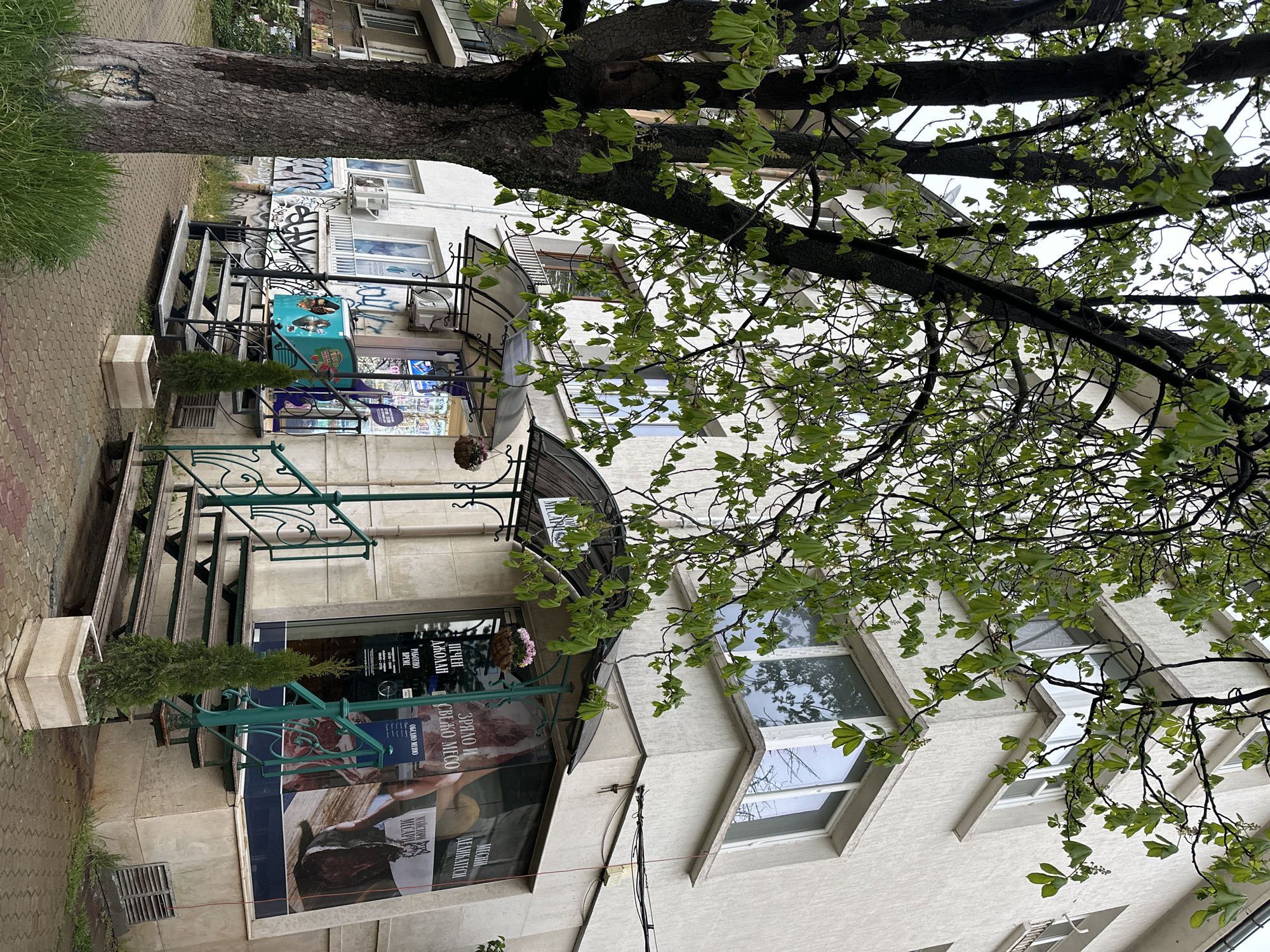 This image presents an urban street scene in Sofia, Bulgaria, featuring a multi-story building partially obscured by a large, leafy tree. The perspective is from ground level, looking up, with the tree's dark trunk and fresh green foliage dominating the foreground and upper right portion of the frame. The day appears overcast, providing soft, diffused light, and the tree's new leaves suggest it is spring.
The building has a light-colored facade, likely stucco, with several windows visible on its upper floors. The ground floor houses commercial establishments, indicated by large display windows and signage in Bulgarian. A set of black metal stairs with decorative green railings leads up to an entrance. On the paved sidewalk to the left, a tall potted evergreen plant sits in a light-colored planter. Above the ground floor, graffiti is visible on a wall, and air conditioning units are mounted below windows.
A shop on the ground floor displays various signs. On the right side of its window, the text reads "ЗРЯЛО И СВЕЖО МЕСО" (Aged and Fresh Meat) and "МЕСНИ ДЕЛИКАТЕСИ" (Meat Delicacies). On the left side, "ПЕЧЕНИ ДЖОЛАНИ" (Roasted Shanks) and "РАБОТНО ВРЕМЕ" (Working Hours) are displayed, along with daily operating times. A blue-green cooler or display box, possibly for ice cream ("Дондурма"), is positioned near the entrance. An awning extends over the shop entrance, which is adorned with a hanging flower basket. The scene depicts a quiet moment in a bustling city environment.