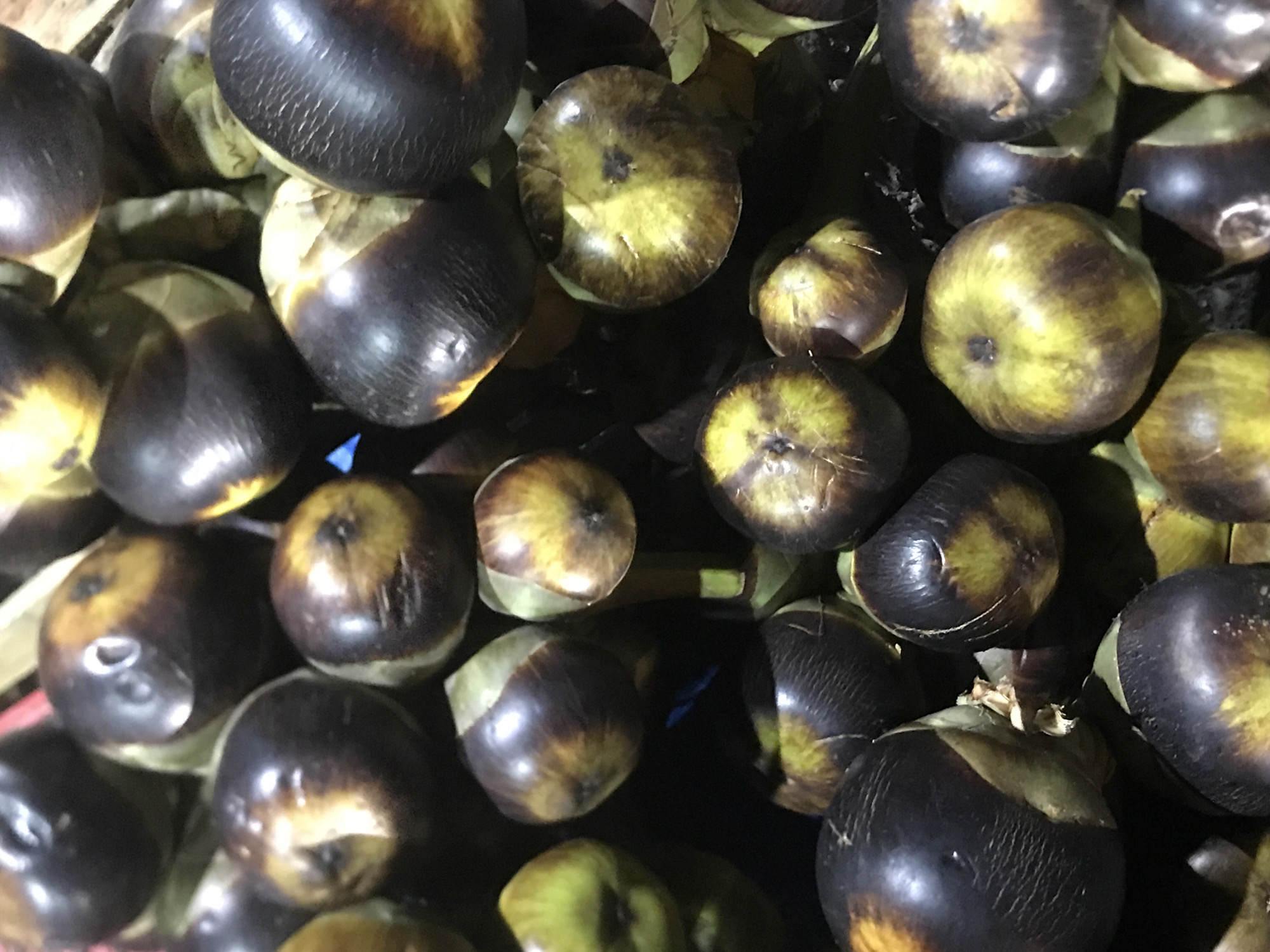A high-angle, close-up shot depicts a pile of dark, rounded fruits with mottled green and brown surfaces. The fruits appear to be stacked densely together in a crate or container. They seem to be locally sourced, possibly from a market or agricultural setting in the Banda Aceh region of Indonesia. The lighting appears natural, suggesting an outdoor or well-lit indoor environment. The scene is focused on the abundance of these particular fruits, emphasizing their color, shape, and texture.