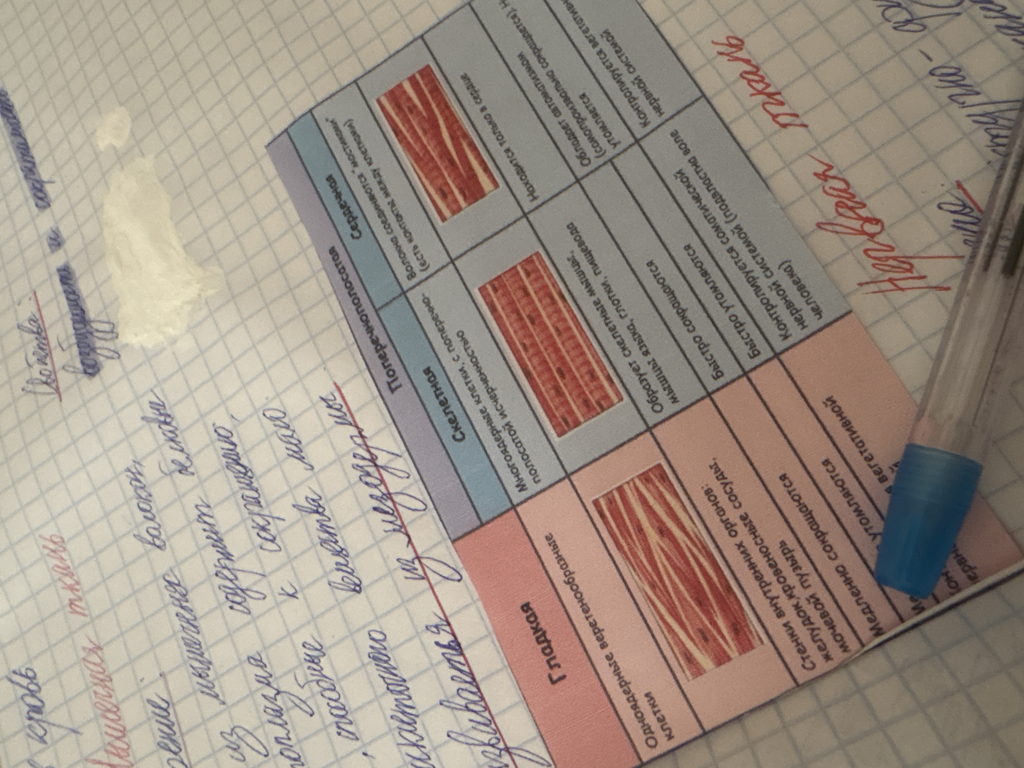 The image displays a close-up view of a person's handwritten notes on a grid-lined notebook. The notes are written in blue and red ink. The main subject of the notes appears to be biological tissues, with headings like "Гладкая" (Smooth), "Поперечнополосатая" (Striated), and "Сердечная" (Cardiac). There is also a table with descriptions and images illustrating different types of muscle tissue. In the foreground, a blue pen lies across the notebook. The background consists of more handwritten notes, some of which are partially obscured by a crumpled piece of white paper. The overall environment appears to be a desk or table, consistent with a study or work setting. There are no discernible elements in the image that would suggest a specific location in Georgiyevsk, Russia, or any specific actions or interactions involving people.