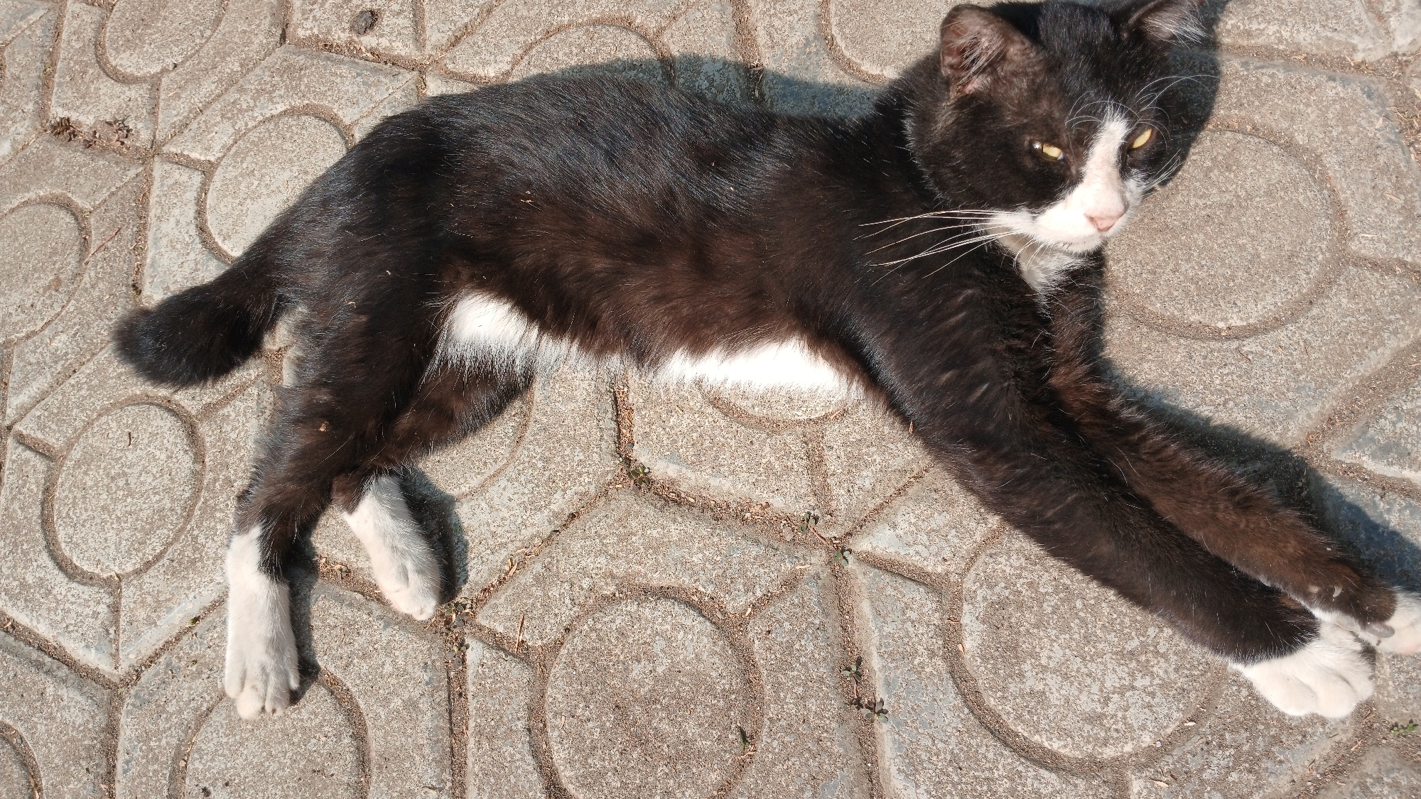 A black and white cat lies stretched out on a paved surface. The cat is predominantly black with a white chest and white paws. Its head is turned to the side, with its yellow eyes open and looking towards the camera. The paved surface appears to be made of rectangular stones with circular patterns. Small green plants are growing in the cracks between the stones. The scene is lit by sunlight, casting shadows on the ground. This image was taken in Sampang, Indonesia.