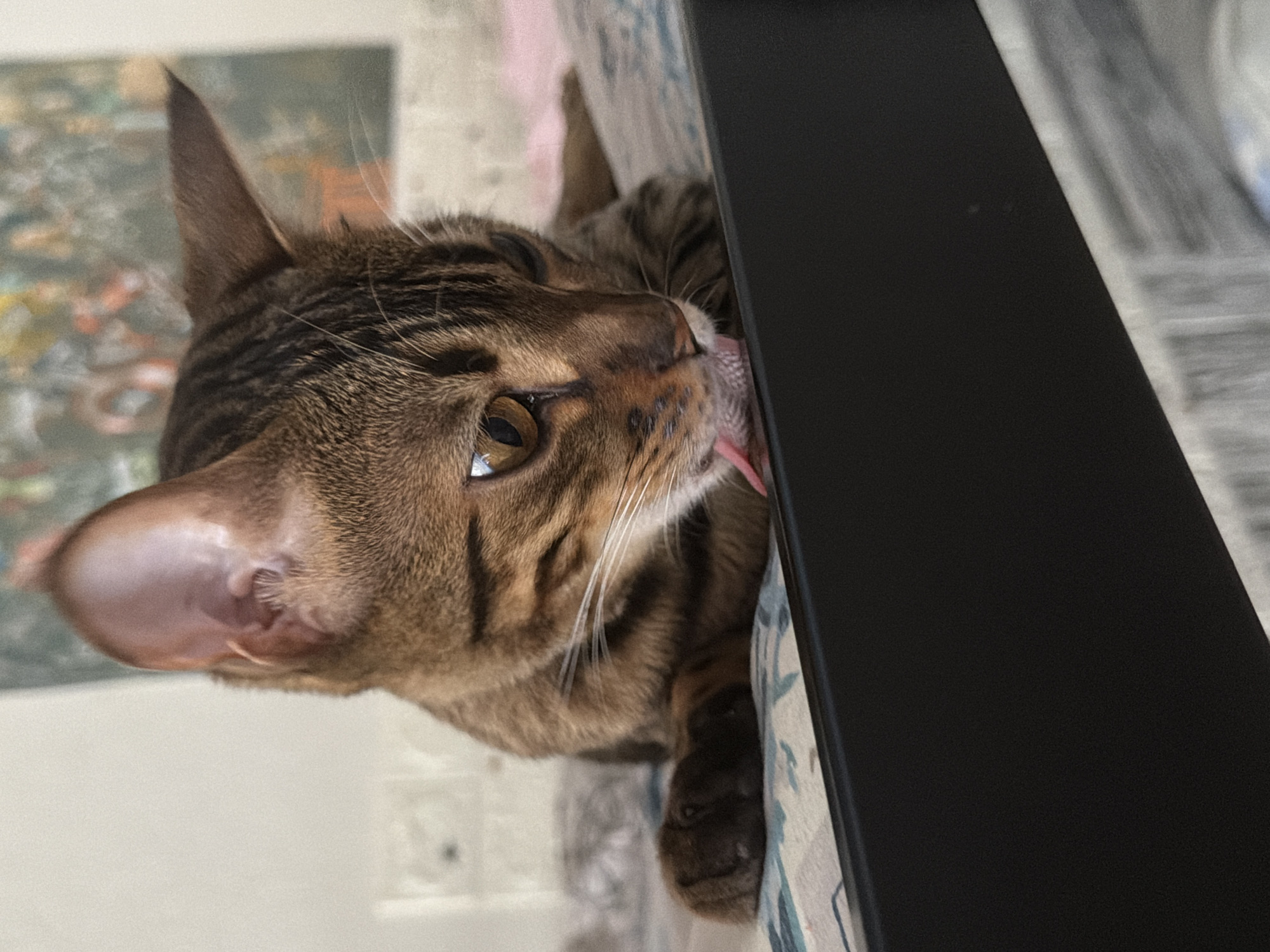 A brown tabby cat is lying down, with its head turned to the right and its tongue extended, licking its paw which is resting on a black surface. The cat has distinctive markings on its fur, including stripes on its head and body, and its eyes are open and amber-colored. The background is out of focus, but appears to be an indoor setting with a wall and what looks like a painting or tapestry on the wall. There is a patterned fabric beneath the cat. The image does not provide any specific details to indicate its location in the city of Dnipro, Ukraine.
