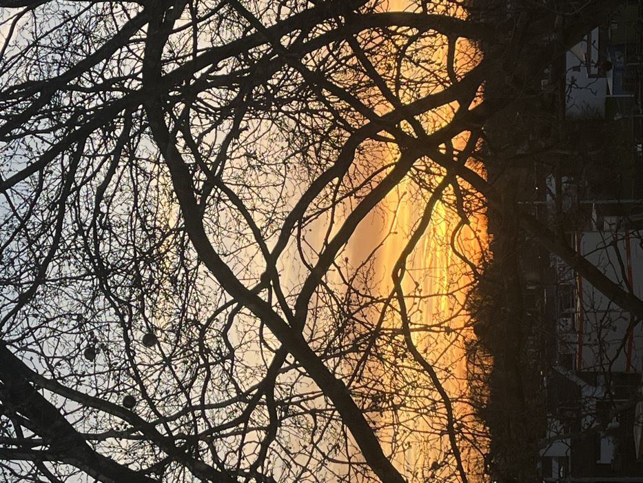 An outdoor scene captured at either sunrise or sunset over Maastricht, Netherlands, is depicted. The foreground is dominated by a dense, silhouetted network of bare tree branches and twigs. Several spherical, dark objects, possibly old fruit or galls, are visible clinging to some of the upper branches. The sky transitions from a pale blue and light pink at the top to vibrant orange and yellow hues toward the horizon, with faint horizontal cloud streaks present in the brighter sections. Below a distant, silhouetted tree line, the upper portions of dark, indistinct urban structures, possibly buildings with white coverings or scaffolding, are visible. No people or specific actions are discernible.