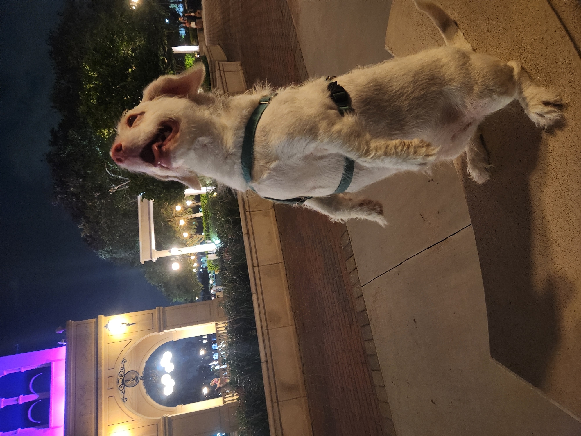 A white dog stands on its hind legs at night, facing upwards and looking towards the camera with its mouth open. The dog is wearing a turquoise harness. In the background, there is a building with arched windows and ornate decorations, illuminated by warm lighting. The sky is dark, and trees are visible behind the building, also lit by artificial lights. The ground in the foreground is paved with brick and concrete. The scene appears to be in a public area, possibly a plaza or park, in Altamonte Springs, Florida, United States of America.