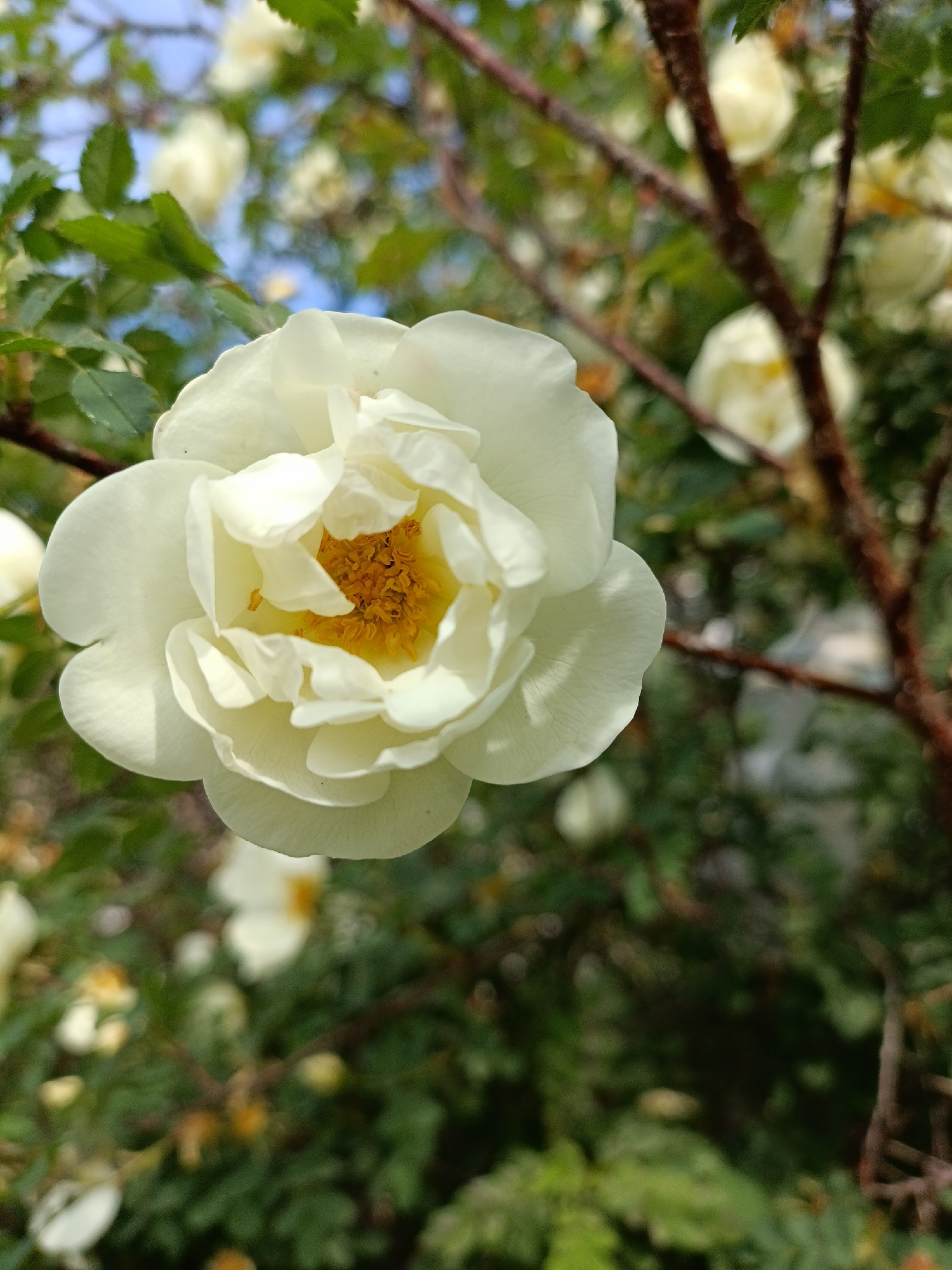 The image presents a close-up, brightly lit shot of a single white rose in full bloom, positioned slightly to the left of the center. The rose features numerous soft white petals, some overlapping and others unfurling, revealing a prominent cluster of bright yellow-orange stamens at its heart. Subtle veins are visible on some of the petals.
The background is softly blurred, creating a shallow depth of field that emphasizes the main flower. It consists of rich green foliage, including leaves and slender brown branches, along with several other out-of-focus white flowers, suggesting a rose bush or hedge in bloom. A small patch of clear blue sky is visible in the upper left corner, indicating an outdoor setting.
The natural light suggests it is daytime, likely during a sunny period, conveying a peaceful and fresh atmosphere. The scene captures the delicate beauty of a blooming flower in a garden or natural environment, set in Chaikovsky, Russia. There is no visible text in the image.