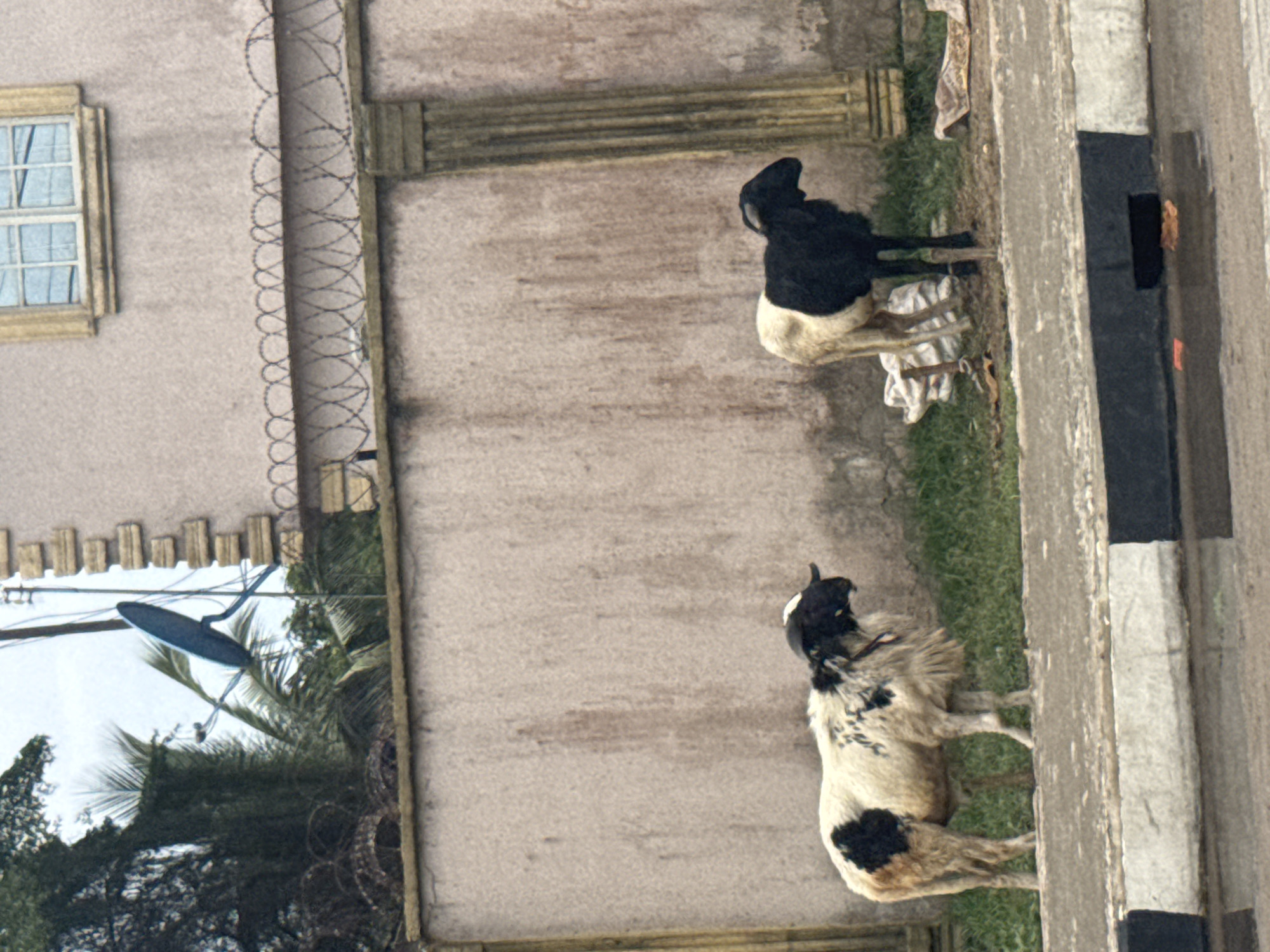 Two goats, one black and white and one black, stand on a patch of grass next to a painted curb. The goats are near a beige building with a window and a barbed wire fence. The image appears to have been taken in Badagry, Nigeria.