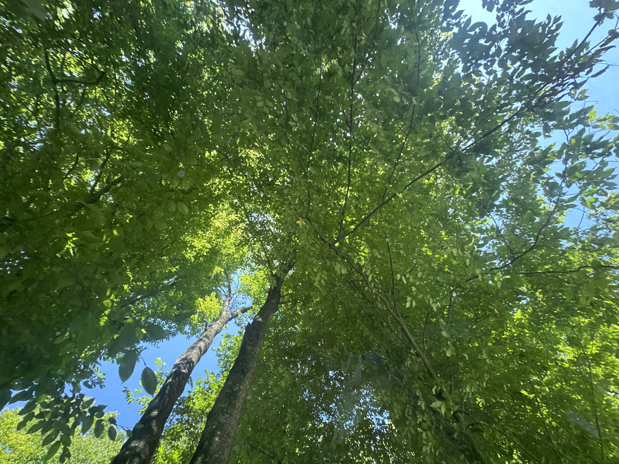 The image shows a view looking up through a dense canopy of green leaves against a bright blue sky. Two tree trunks are visible, angled across the frame, one in the upper left and another diagonally from the lower left upwards. Sunlight filters through the leaves, creating dappled patterns and highlighting the vibrant green foliage. The scene depicts a natural, outdoor environment, likely a forest or park. There are no people or specific landmarks that would indicate a particular location within Shatava, Ukraine. The image captures the overhead perspective of being under a lush, leafy tree cover.