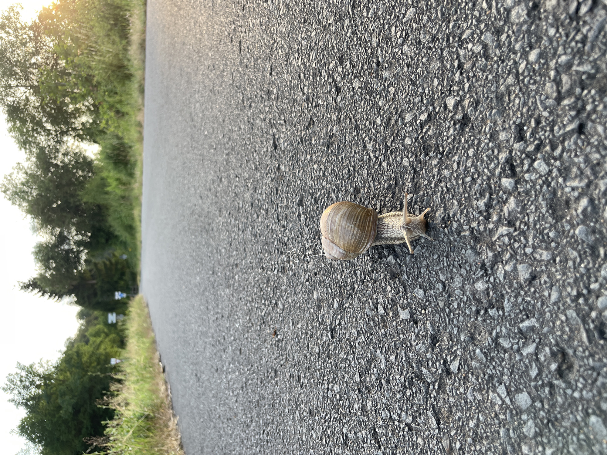 This media file captures a snail on a paved surface, likely a road, in a natural outdoor setting. The perspective is low to the ground, focusing on the snail and the asphalt. The snail, with its characteristic shell, is positioned in the lower right quadrant of the image and is the primary subject. The background on the left shows a blur of green foliage and trees, illuminated by what appears to be the soft glow of late afternoon or early morning sun. The lighting suggests a calm, perhaps humid, atmosphere, typical of a summer day.
The scene is one of quiet observation, highlighting the slow, deliberate movement of the snail across the rough texture of the asphalt. The road itself dominates the frame, with its pebbled surface clearly visible. Beyond the road, faint indications of signs can be seen in the distance on the left side, suggesting a rural or roadside environment. No people are visible in the image. The overall impression is one of stillness and nature's subtle details being brought to the forefront. The location context places this scene in Rückershausen, Germany, a detail not directly evident from the image itself but provided externally. No discernible text is present within the visible portions of the image.