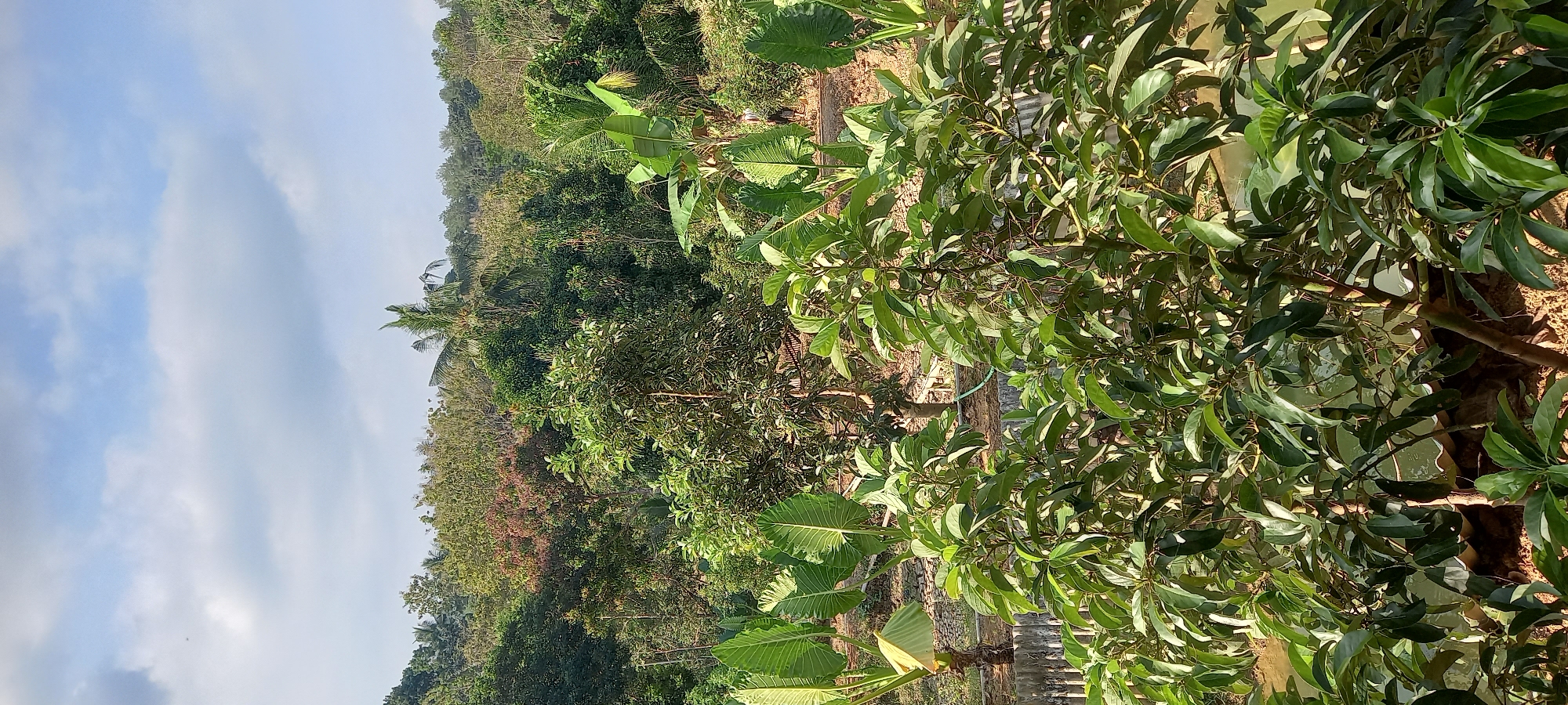 The image depicts a lush, green, outdoor scene with a backdrop of rolling hills covered in dense vegetation. In the foreground, several trees with broad, vibrant green leaves dominate the frame, obscuring part of the view of the lower landscape. Behind these trees, a body of water, possibly a pond or slow-moving stream, is visible, with its surface reflecting the surrounding greenery. Further back, more trees of varying sizes and shades of green create a layered effect, extending up to the horizon. A few palm trees are interspersed within the forest. The sky above is a bright blue with scattered white clouds. The overall impression is one of a natural, verdant landscape, likely in a rural or semi-rural setting. The scene is devoid of any discernible human activity or man-made structures beyond what might be implied by the presence of the water.