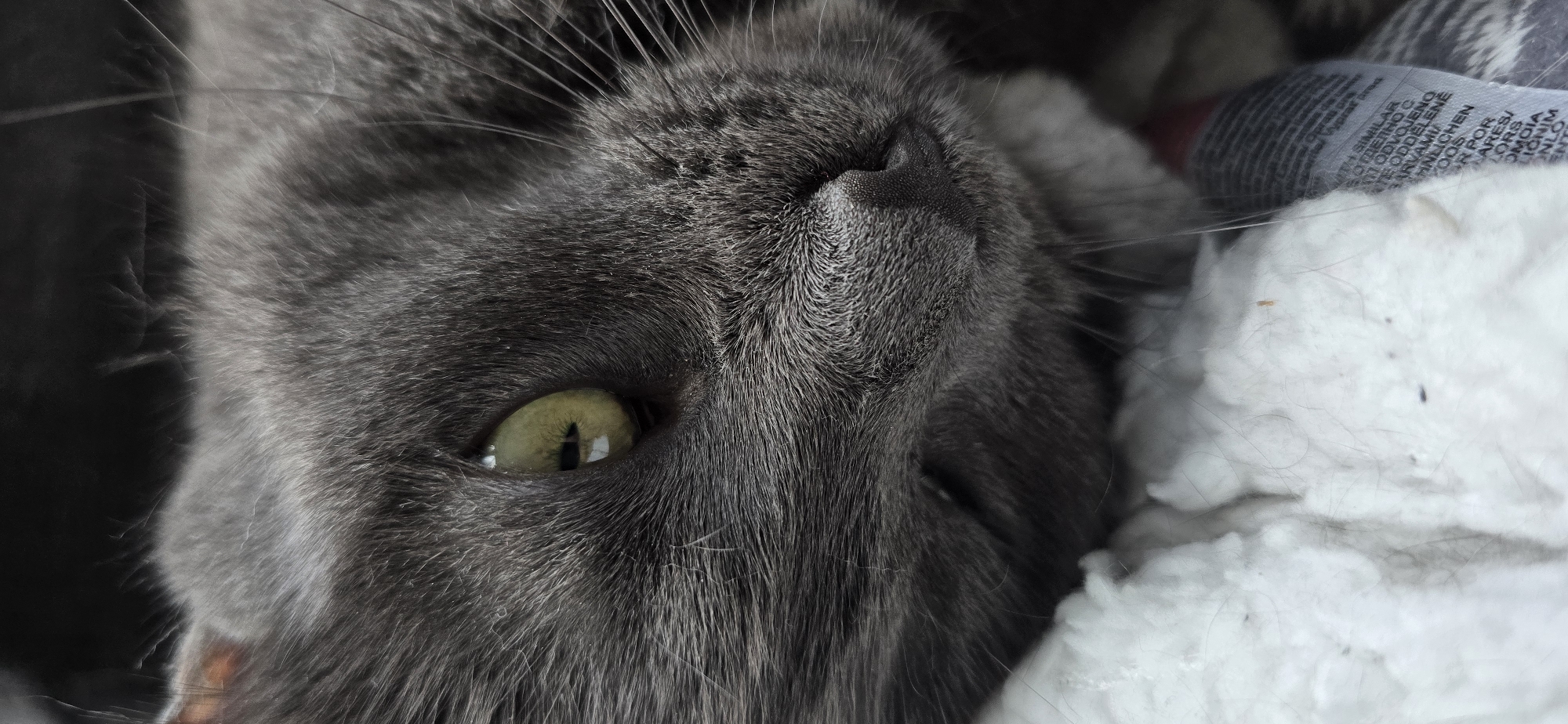 This is a close-up, macro photograph of a gray cat's face, specifically focusing on its eye, nose, and whiskers. The cat appears to be resting on a soft, white textured surface, possibly a blanket or pillow, with a hint of a patterned fabric visible beneath. The lighting is soft, highlighting the texture of the cat's fur and the details of its facial features. The background is dark and out of focus, further emphasizing the subject. There is no indication of the cat's location within the city of Vratsa, Bulgaria, or any human presence. The image is purely a portrait of the animal.